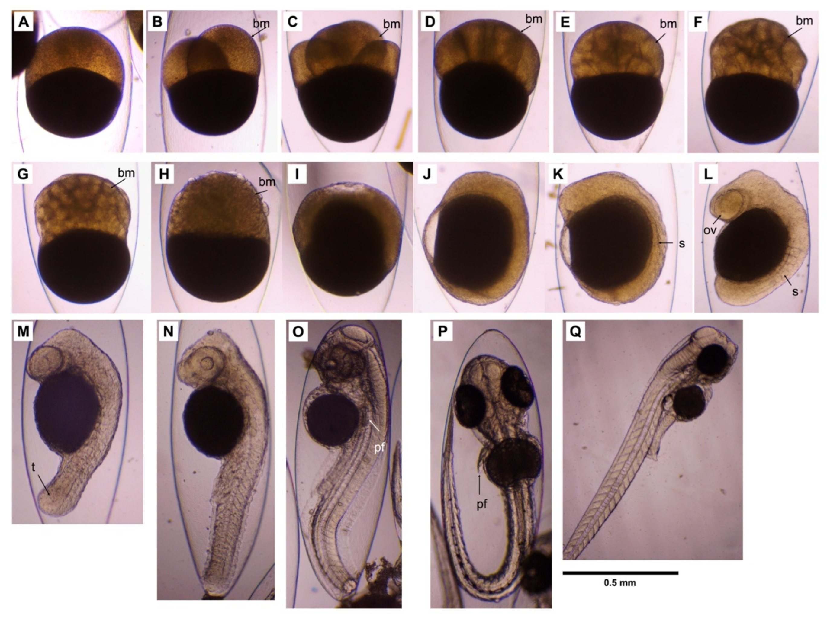 Fishes 08 00364 g005 Fishes 08 00364 g005