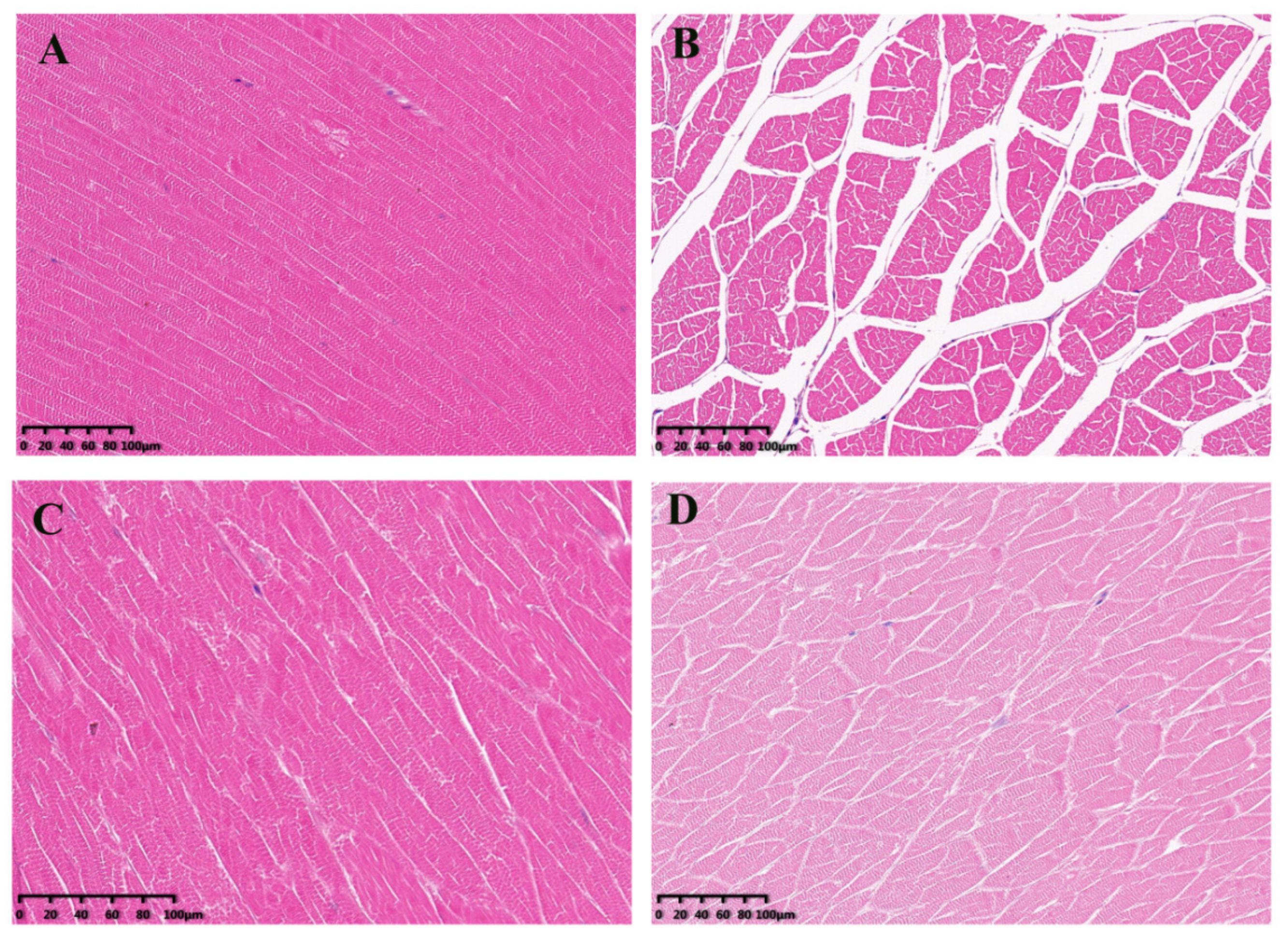 Lysosome-Associated Membrane Protein Targeting Strategy Improved  Immunogenicity of Glycoprotein-Based DNA Vaccine for Marburg Virus