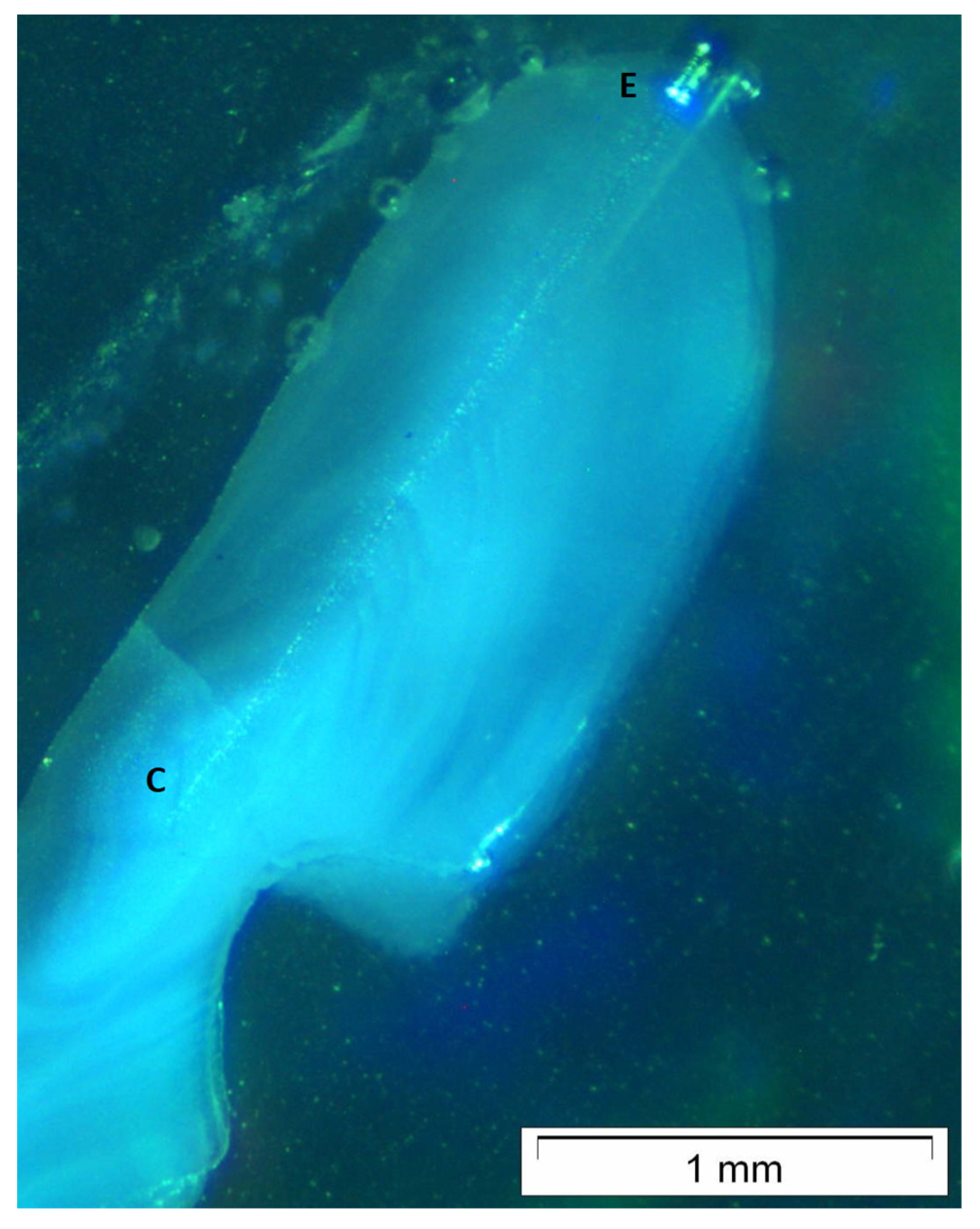 Fishes 08 00383 g002