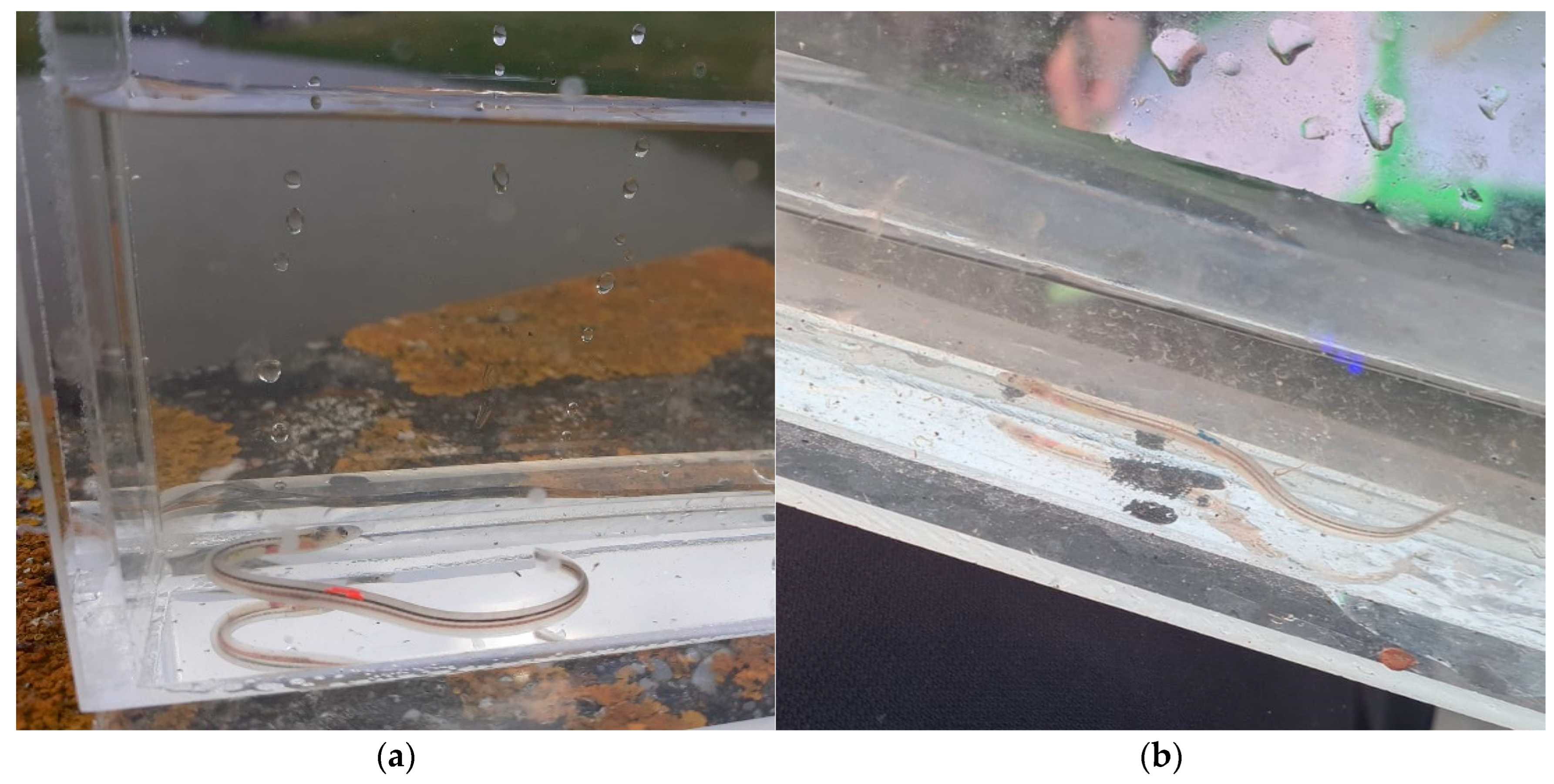 Fishes 08 00392 g002 Fishes 08 00392 g002