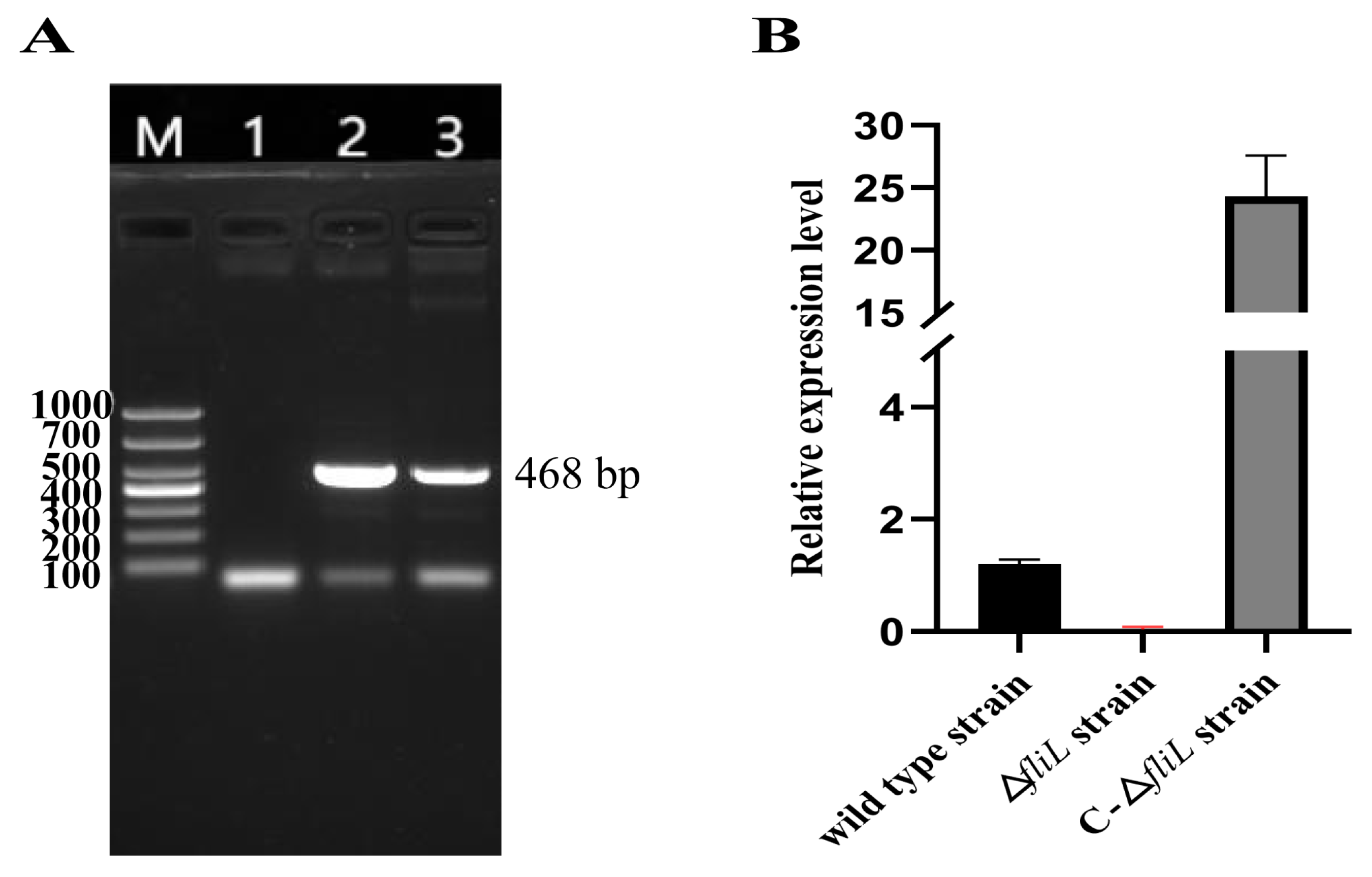 Effect of the Flagellar Gene fliL on the Virulence of