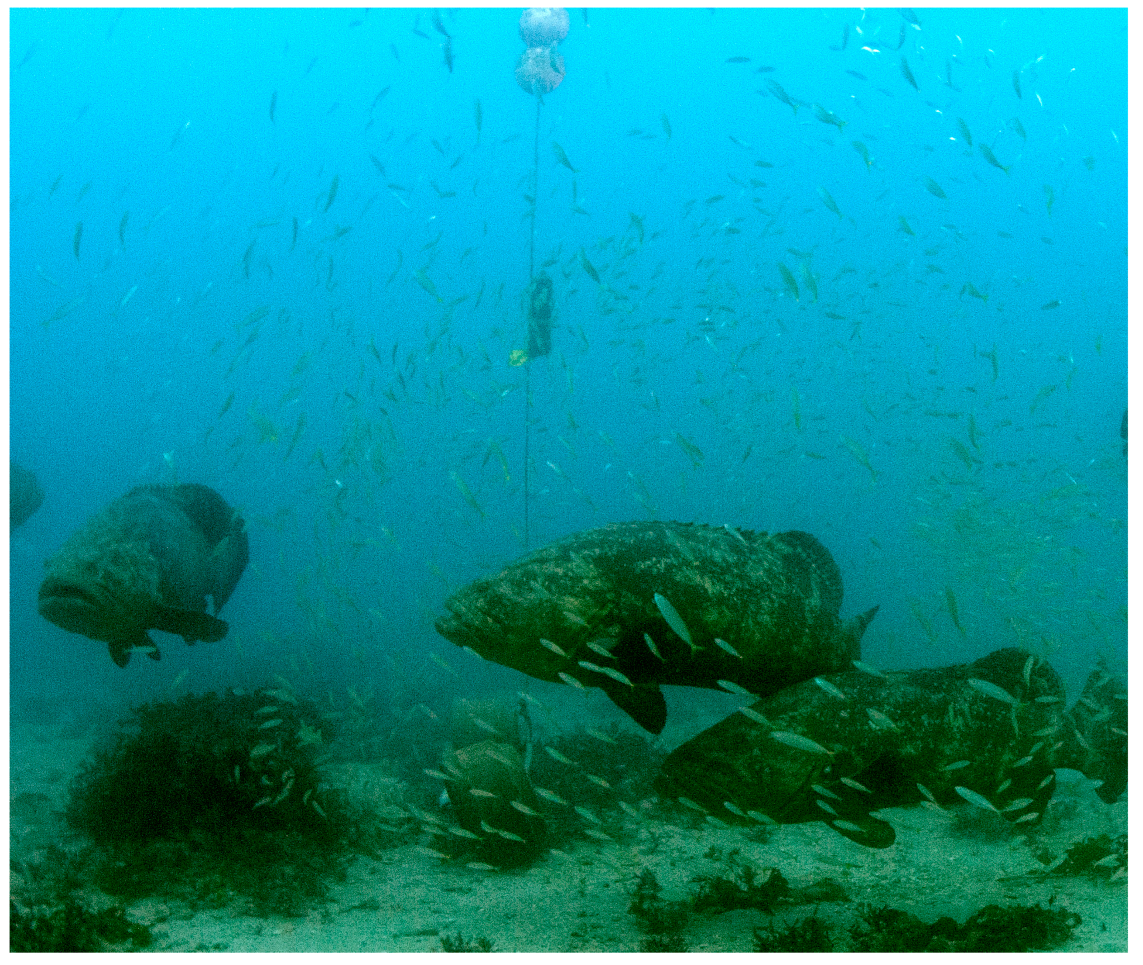 Fishes 08 00398 g001 Fishes 08 00398 g001