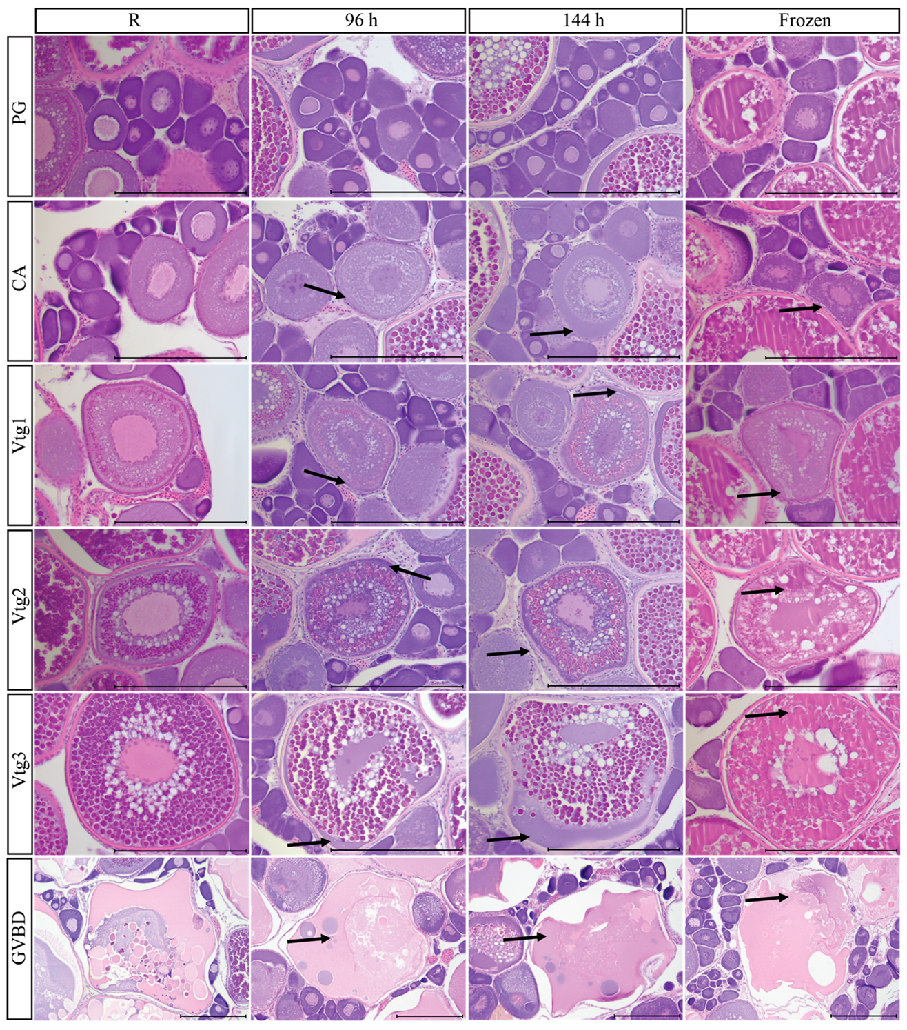 Fishes 08 00406 g002b