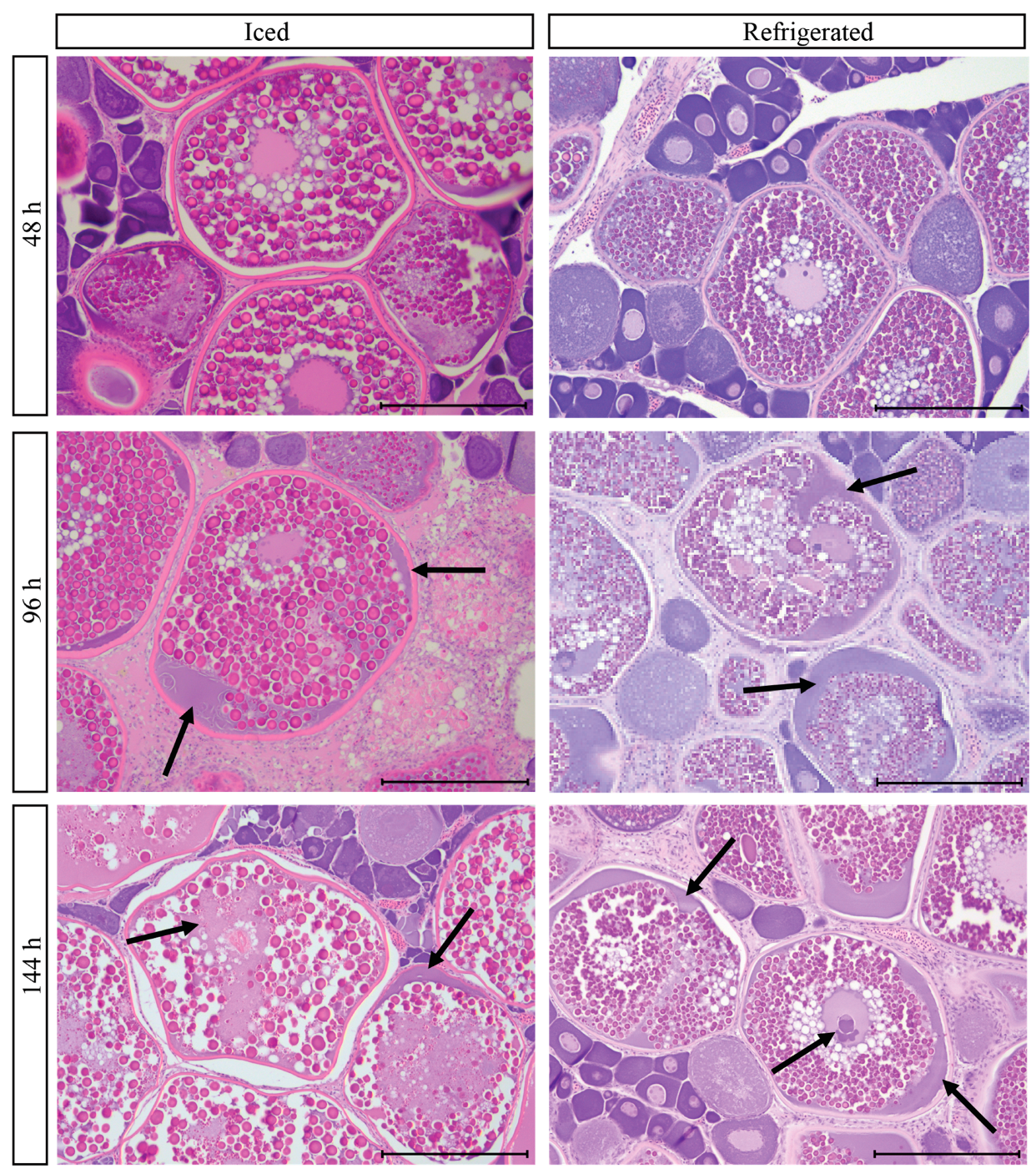 Fishes 08 00406 g004