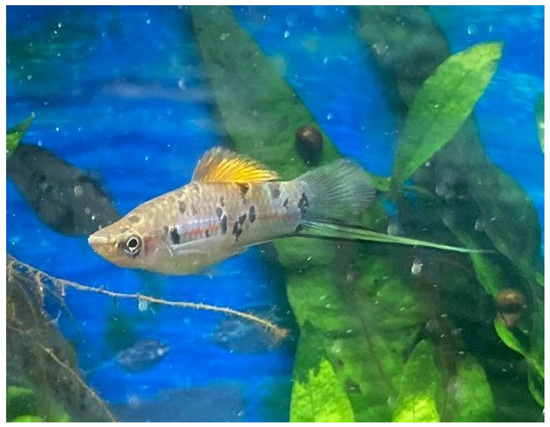 Sex Determination and Male Differentiation in Southern