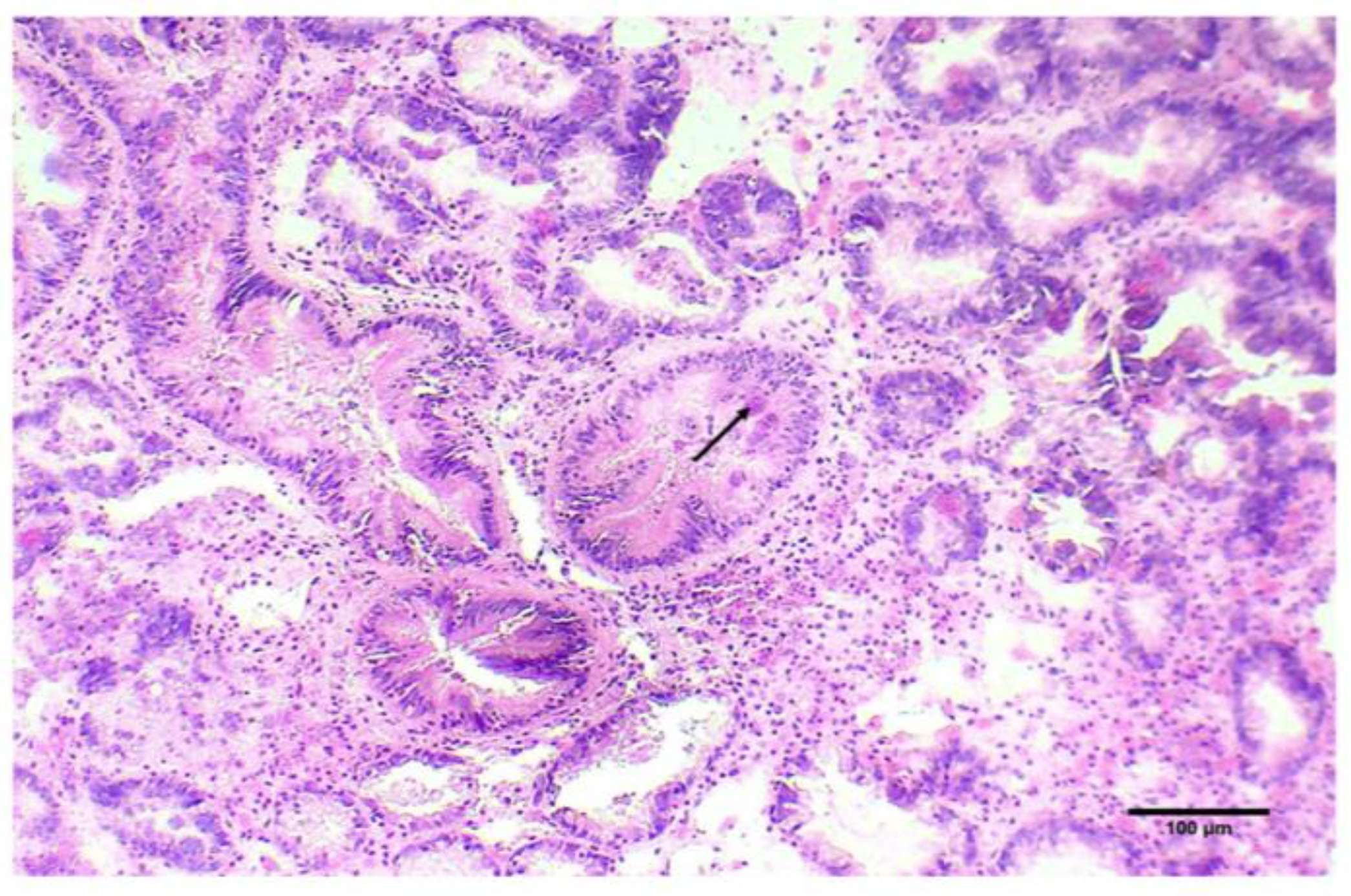 Fishes 08 00408 g002