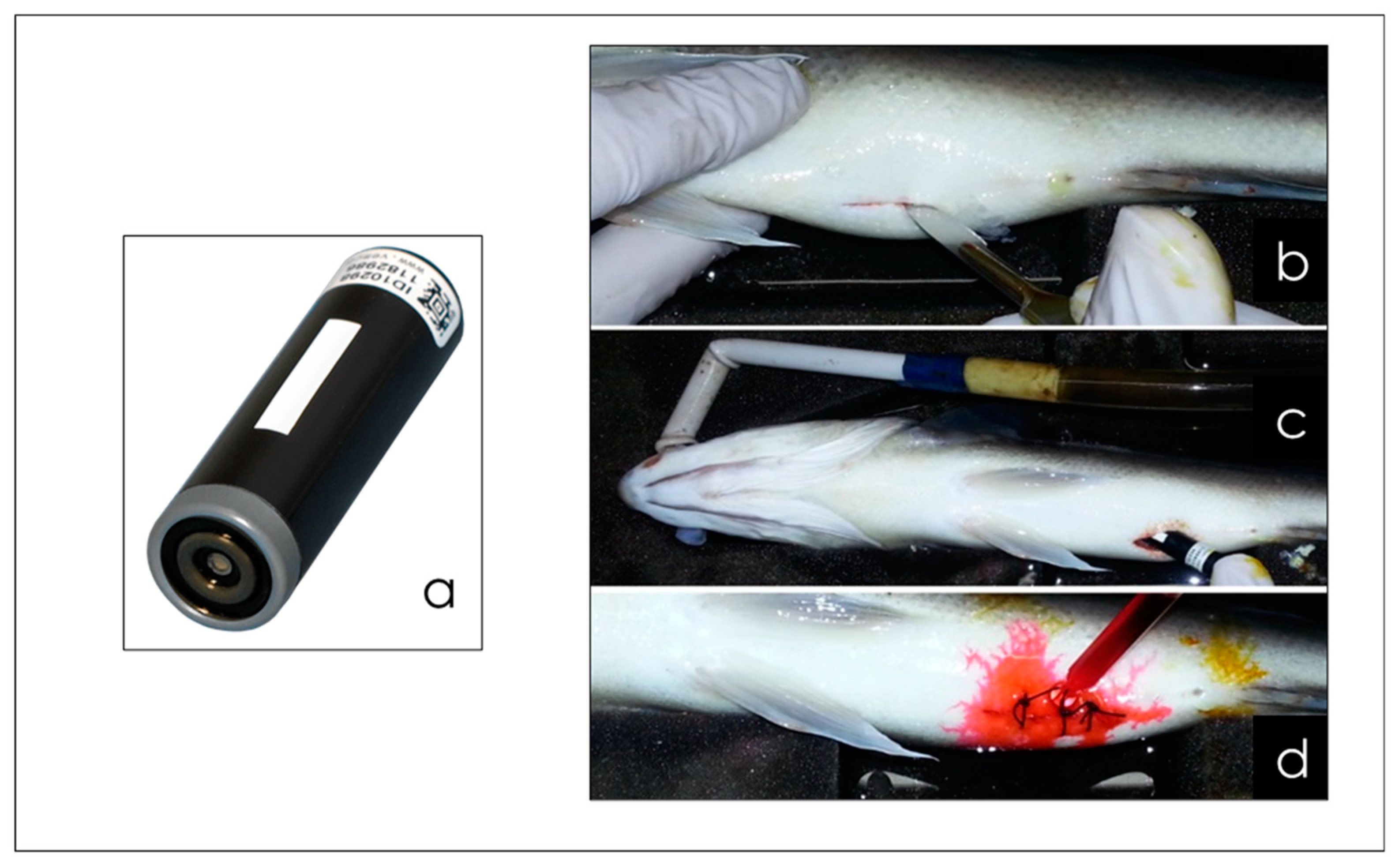 Fishes 08 00414 g007