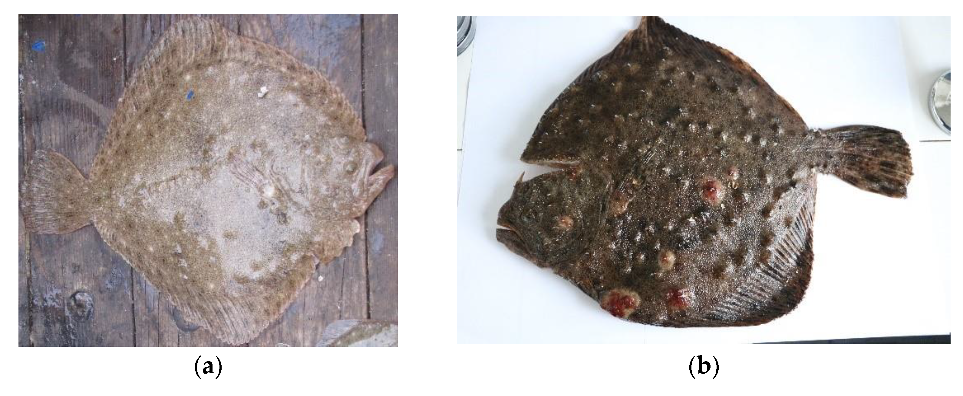 Fishes 08 00418 g002a