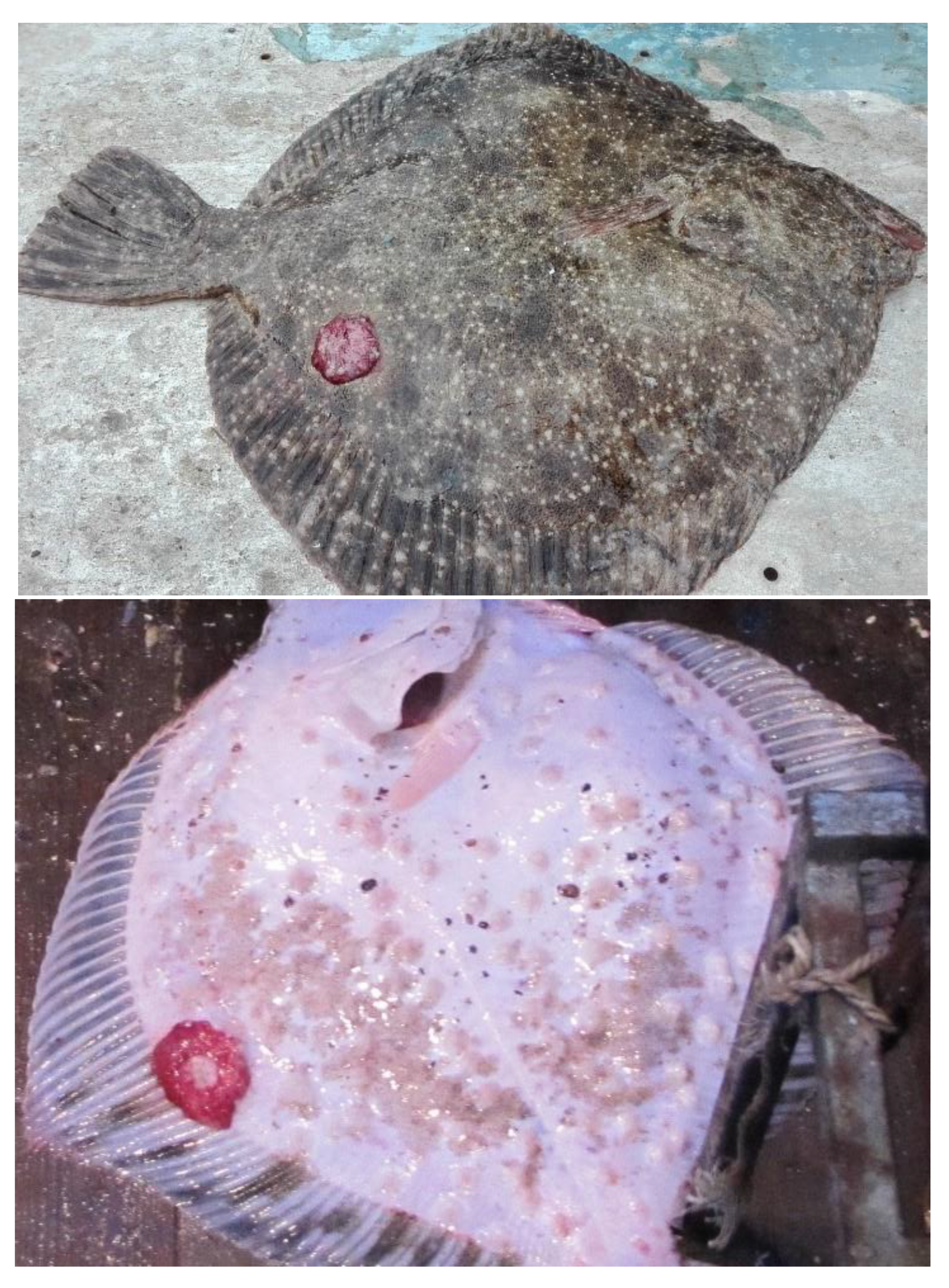 Fishes 08 00418 g015