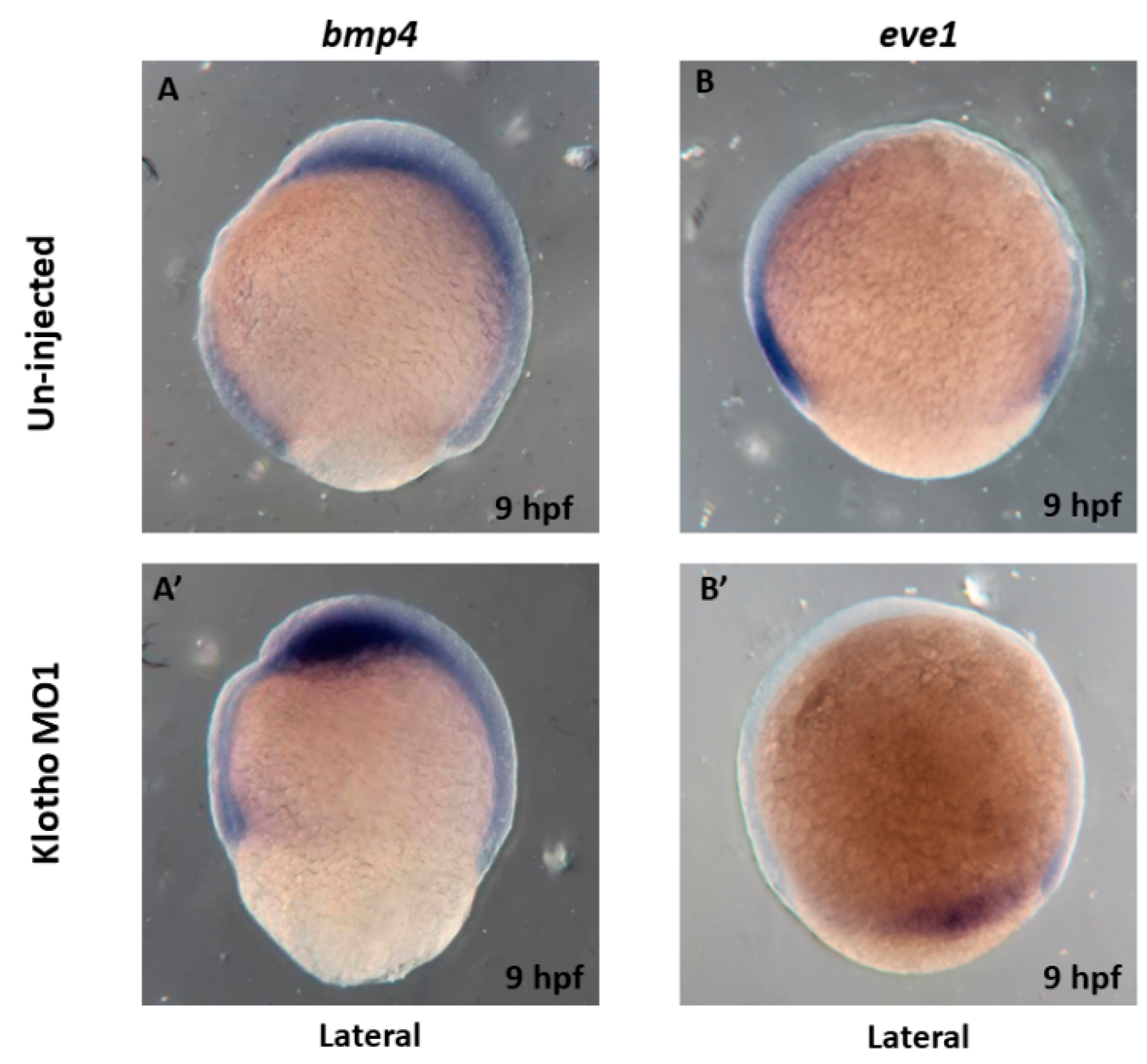 Fishes 08 00440 g007 Fishes 08 00440 g007