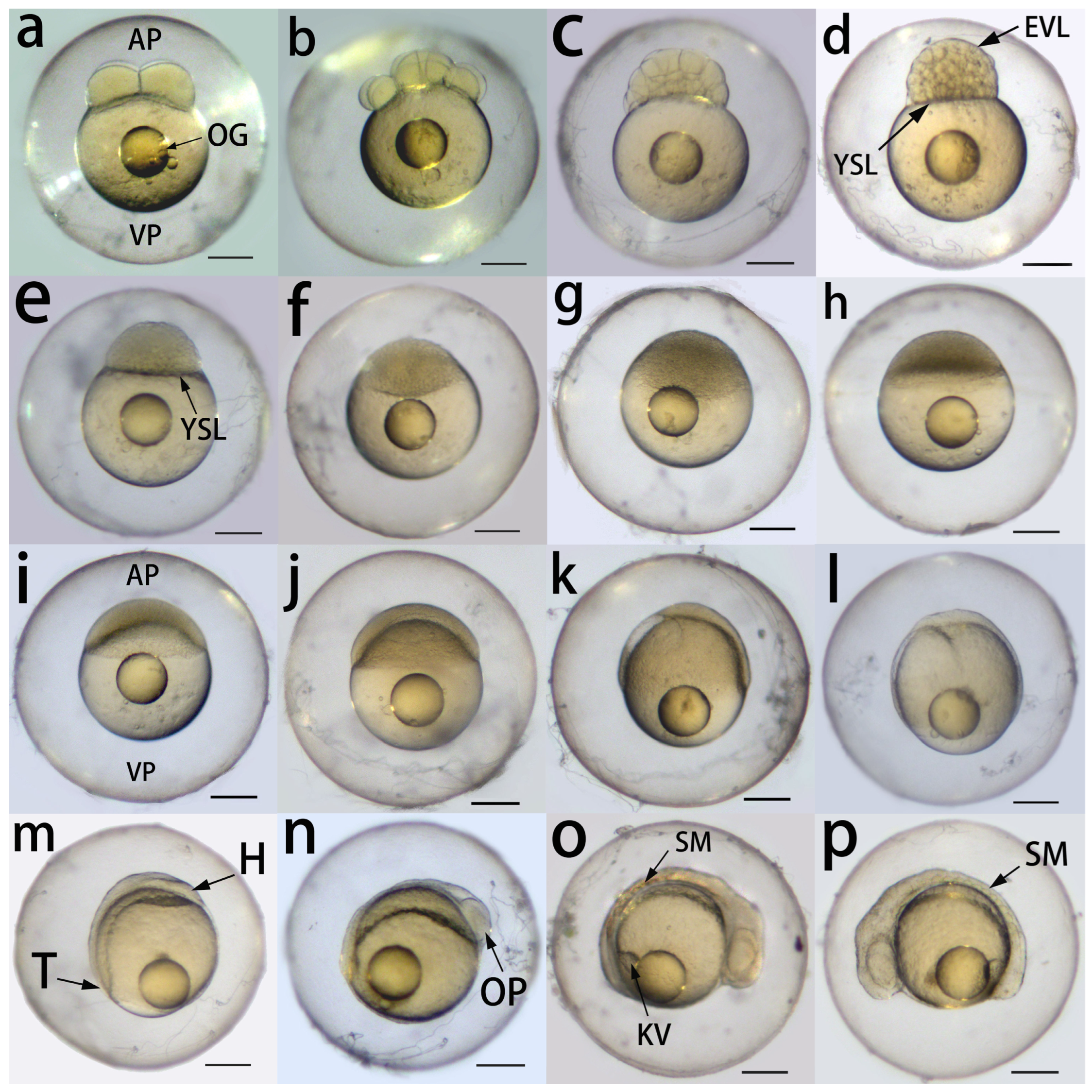 Fishes 08 00451 g003