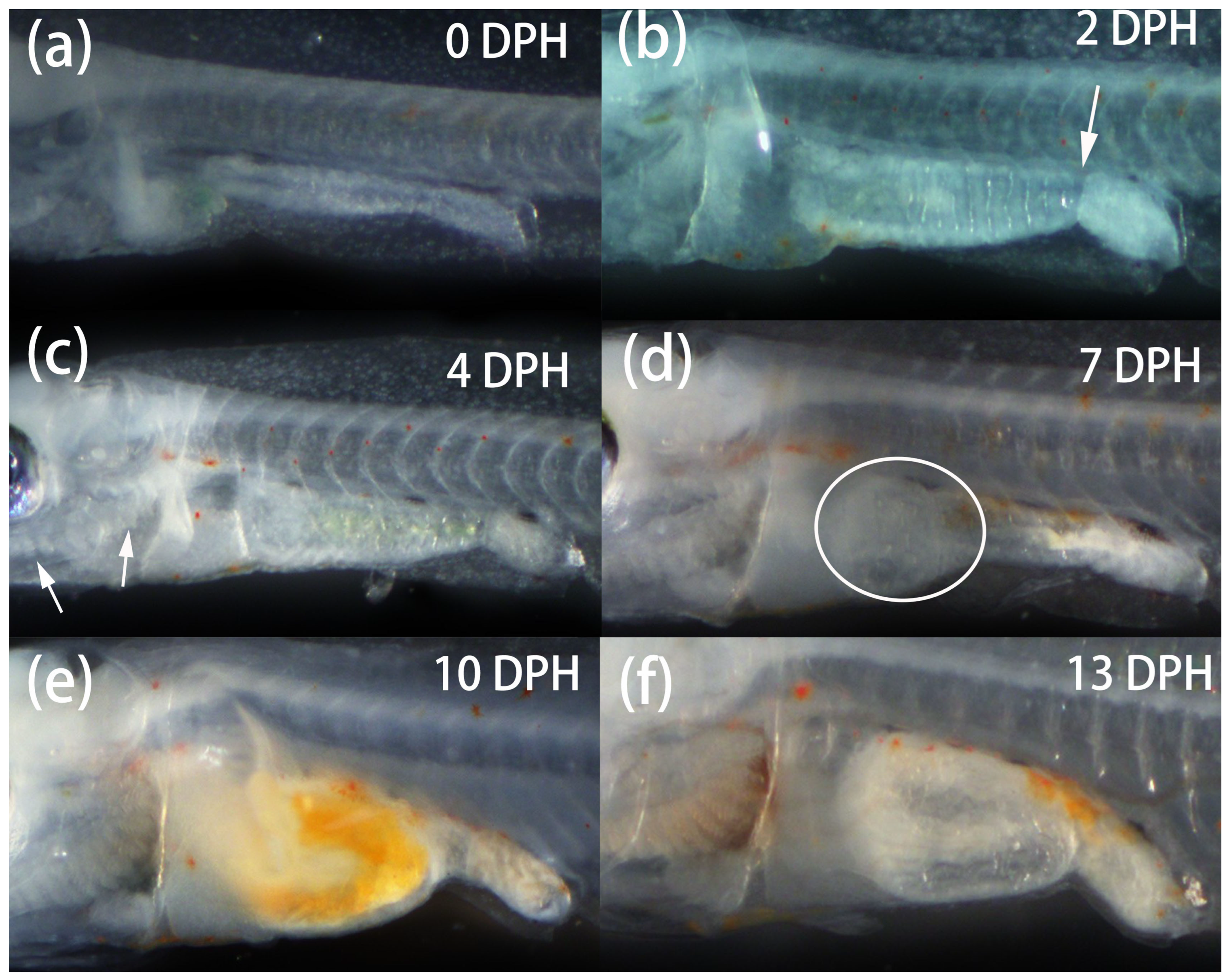 Fishes 08 00451 g006