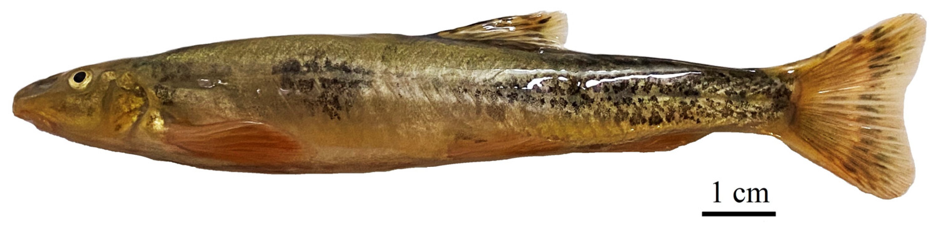 Fishes 08 00457 g002