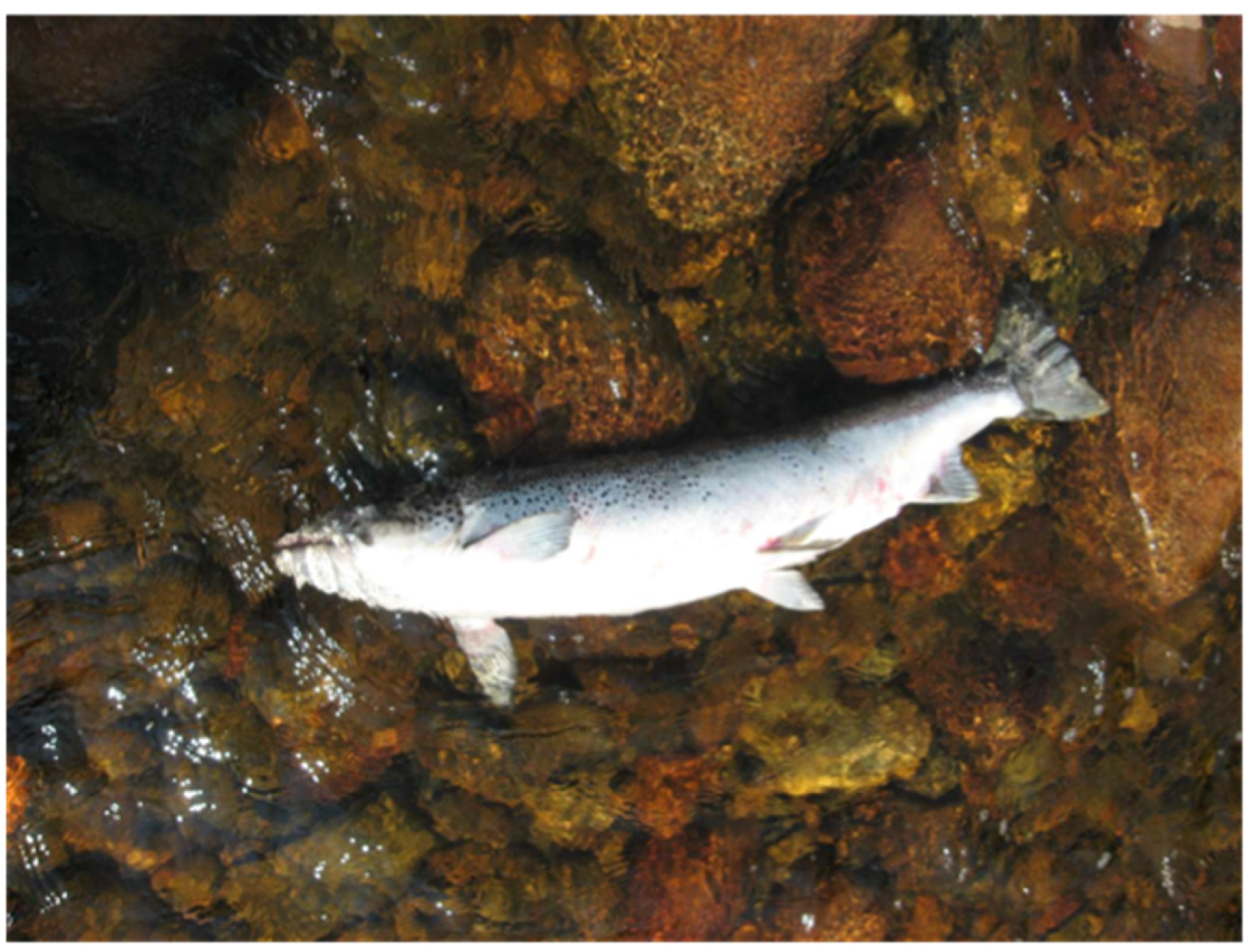 Fishes 08 00471 g006