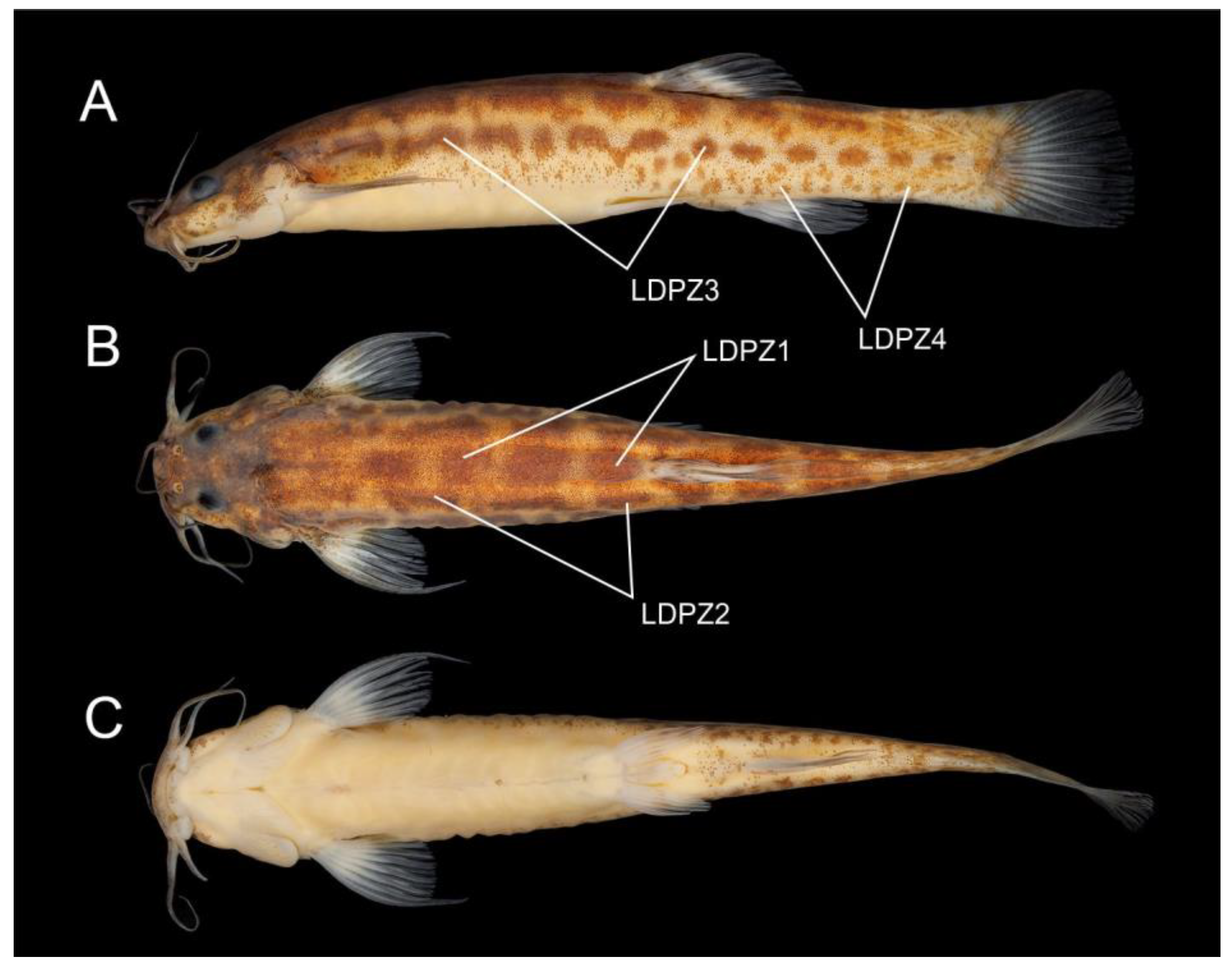 Fishes 08 00474 g001