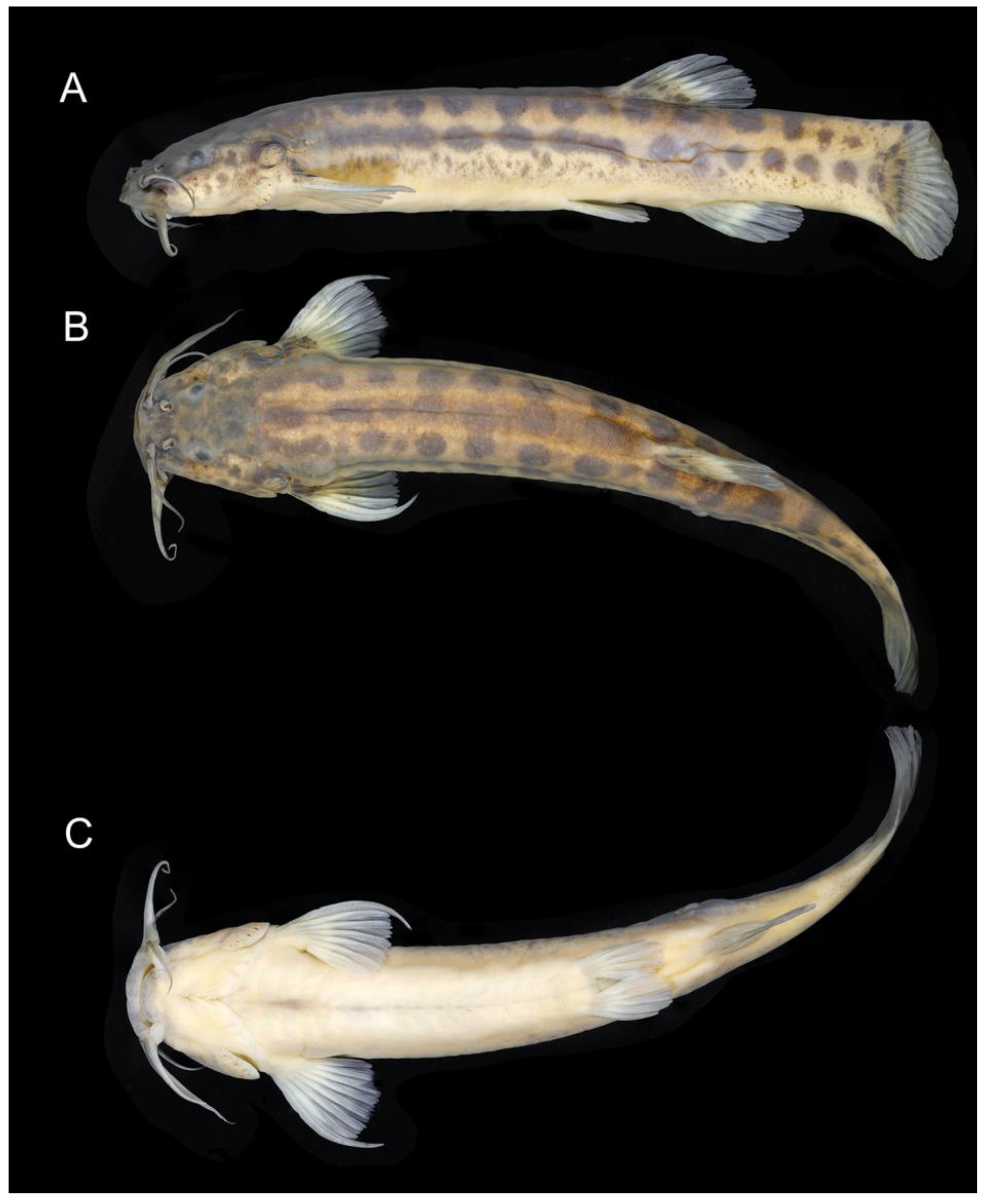 Fishes 08 00474 g012