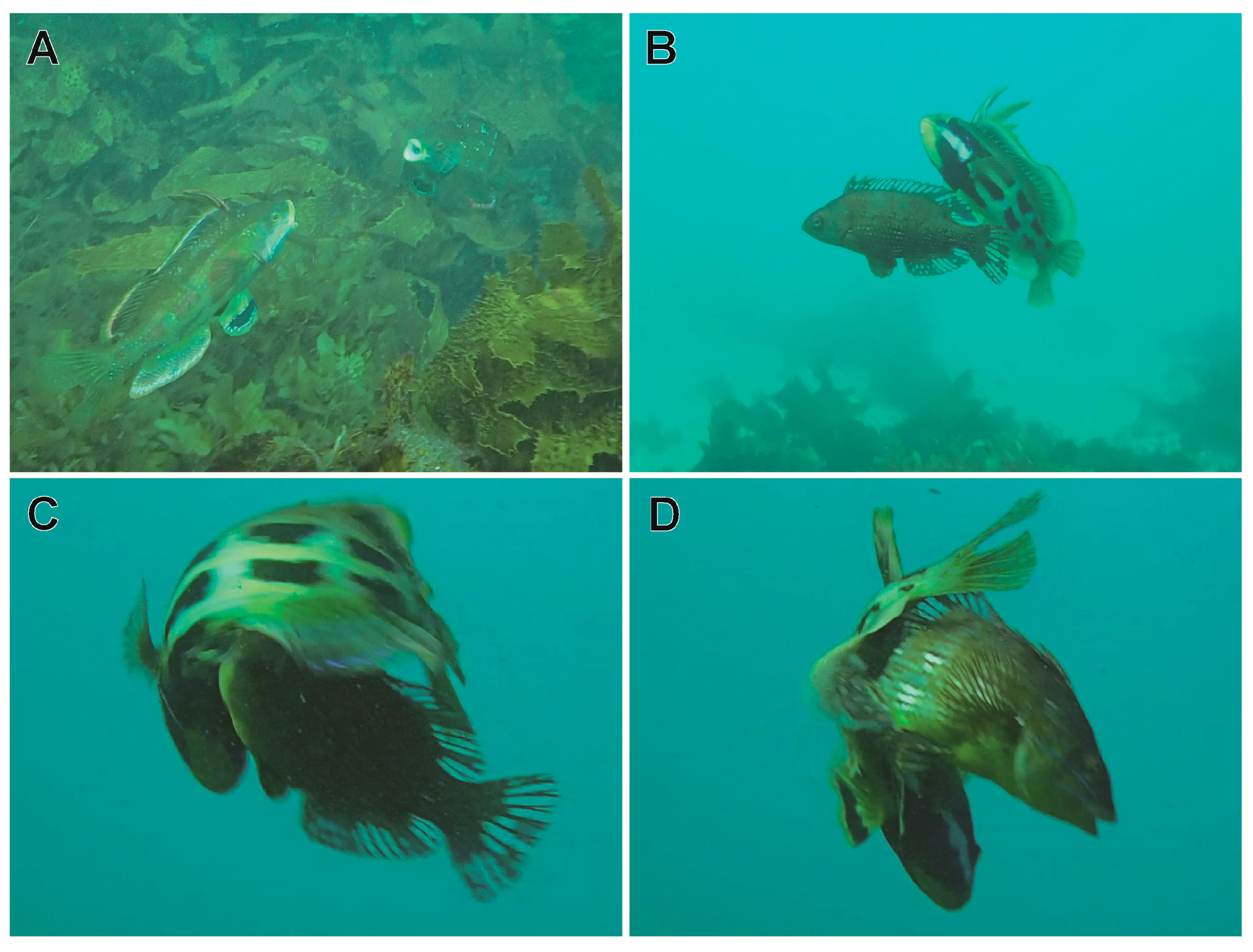 Fishes 08 00491 g002