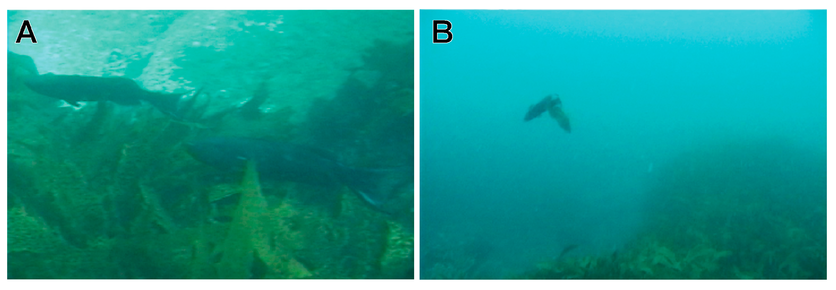 Fishes 08 00491 g003