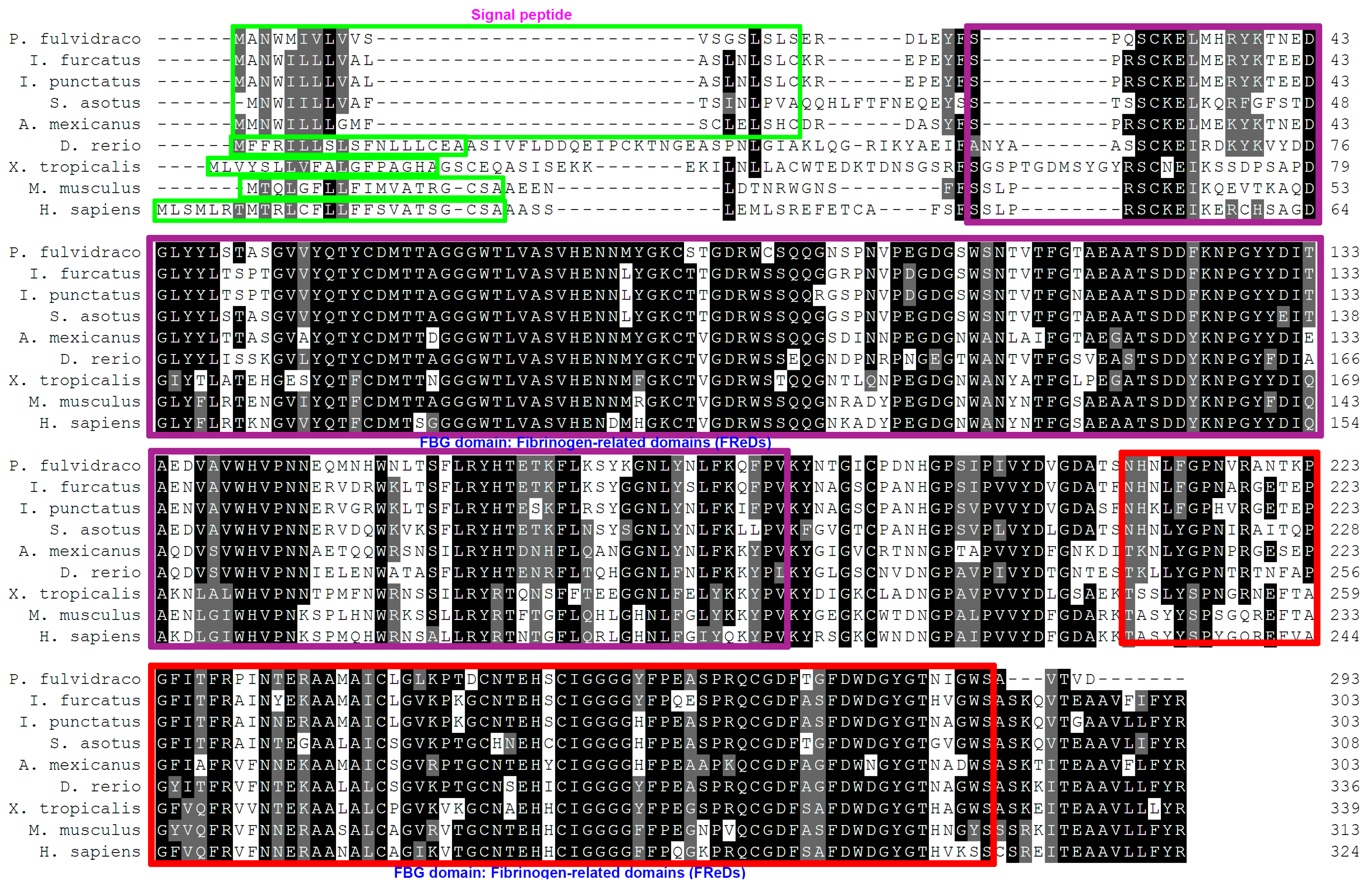 Sequence alignment of the C-and A-sheet domains of the lamprey LV
