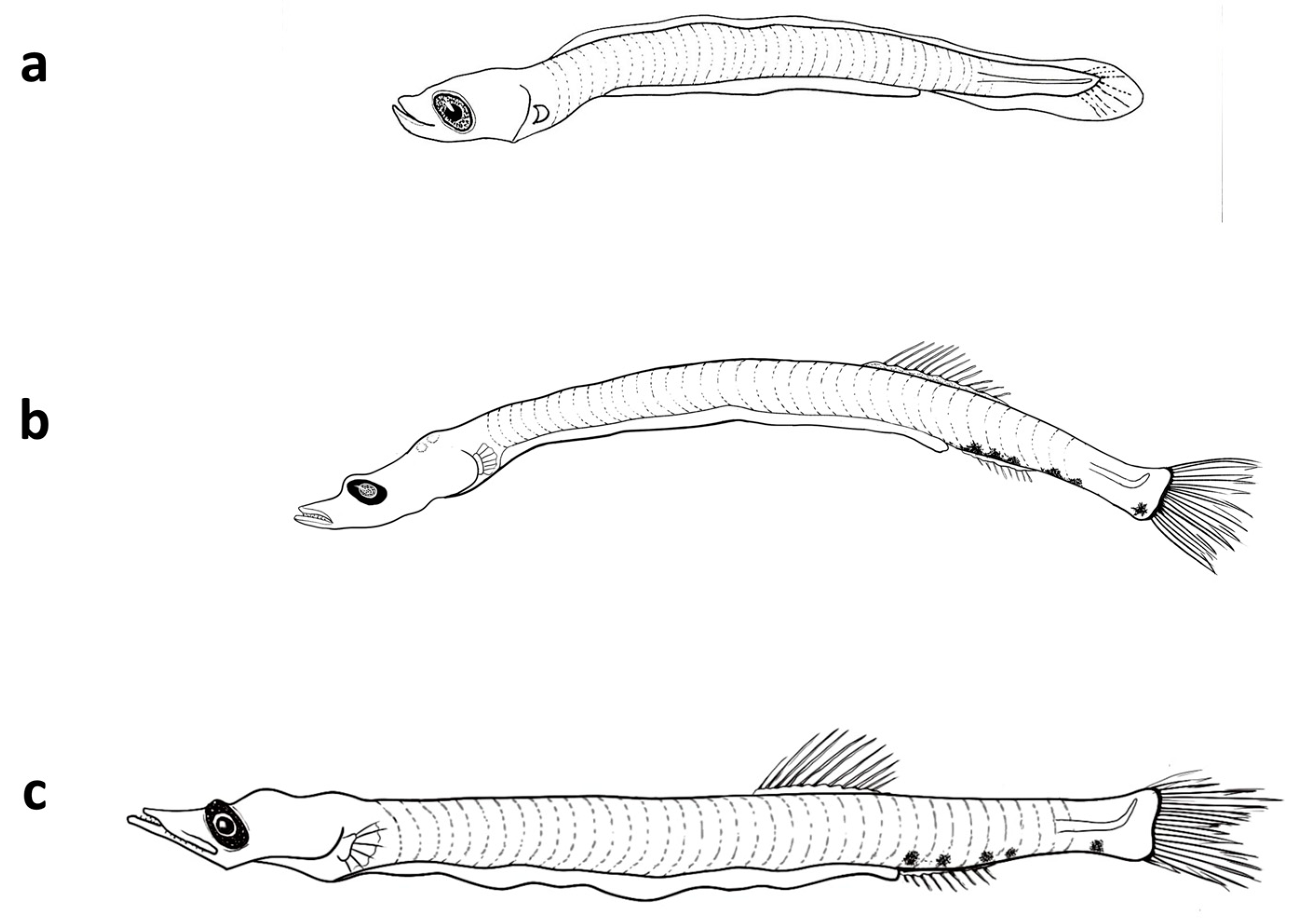 Fishes 08 00500 g004