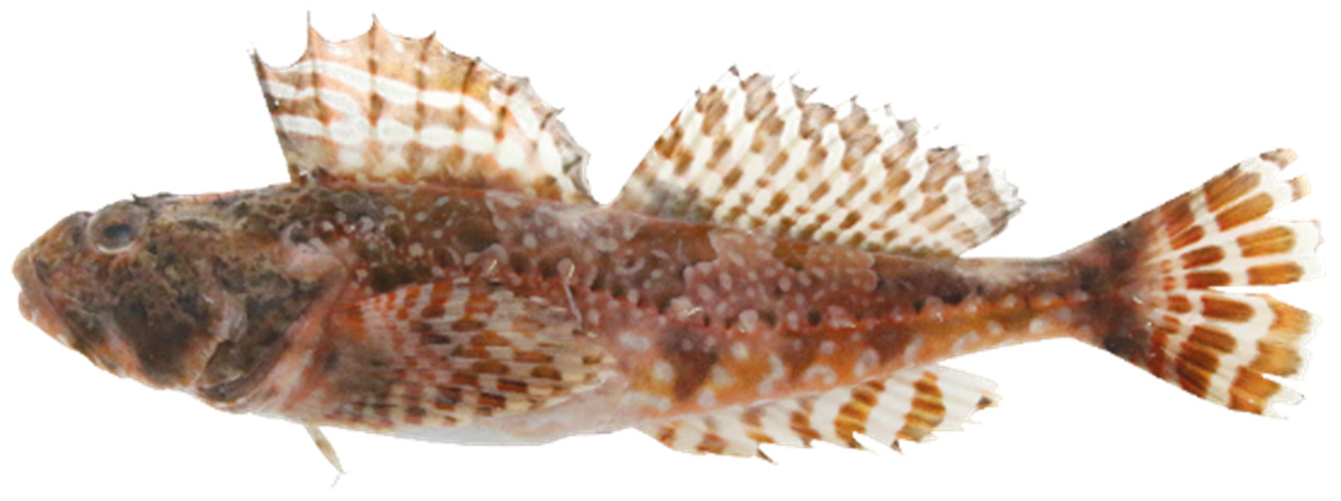 Fishes 08 00513 g001