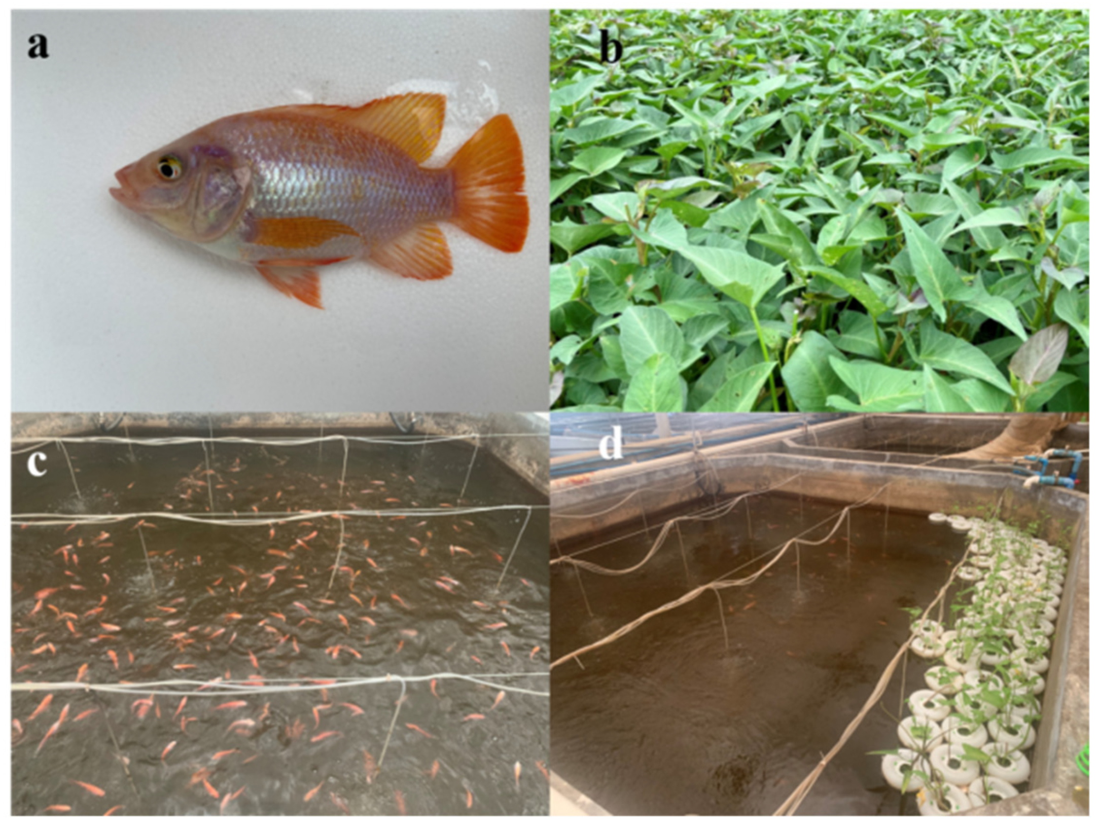 Fishes 08 00515 g001