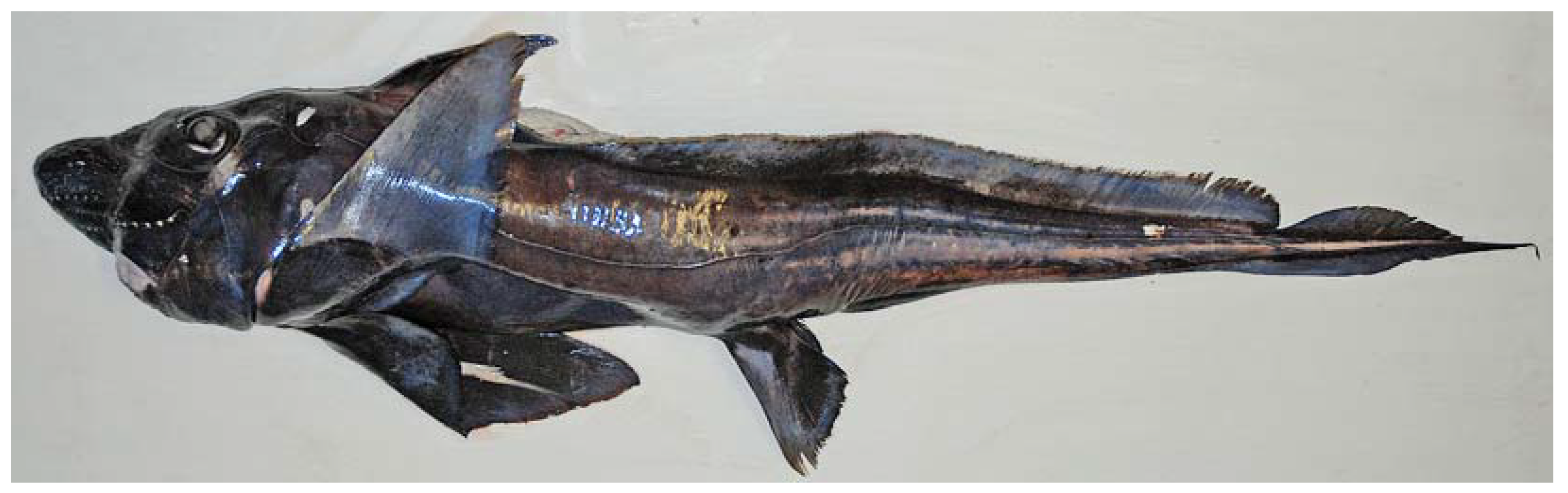 Fishes 08 00522 g004