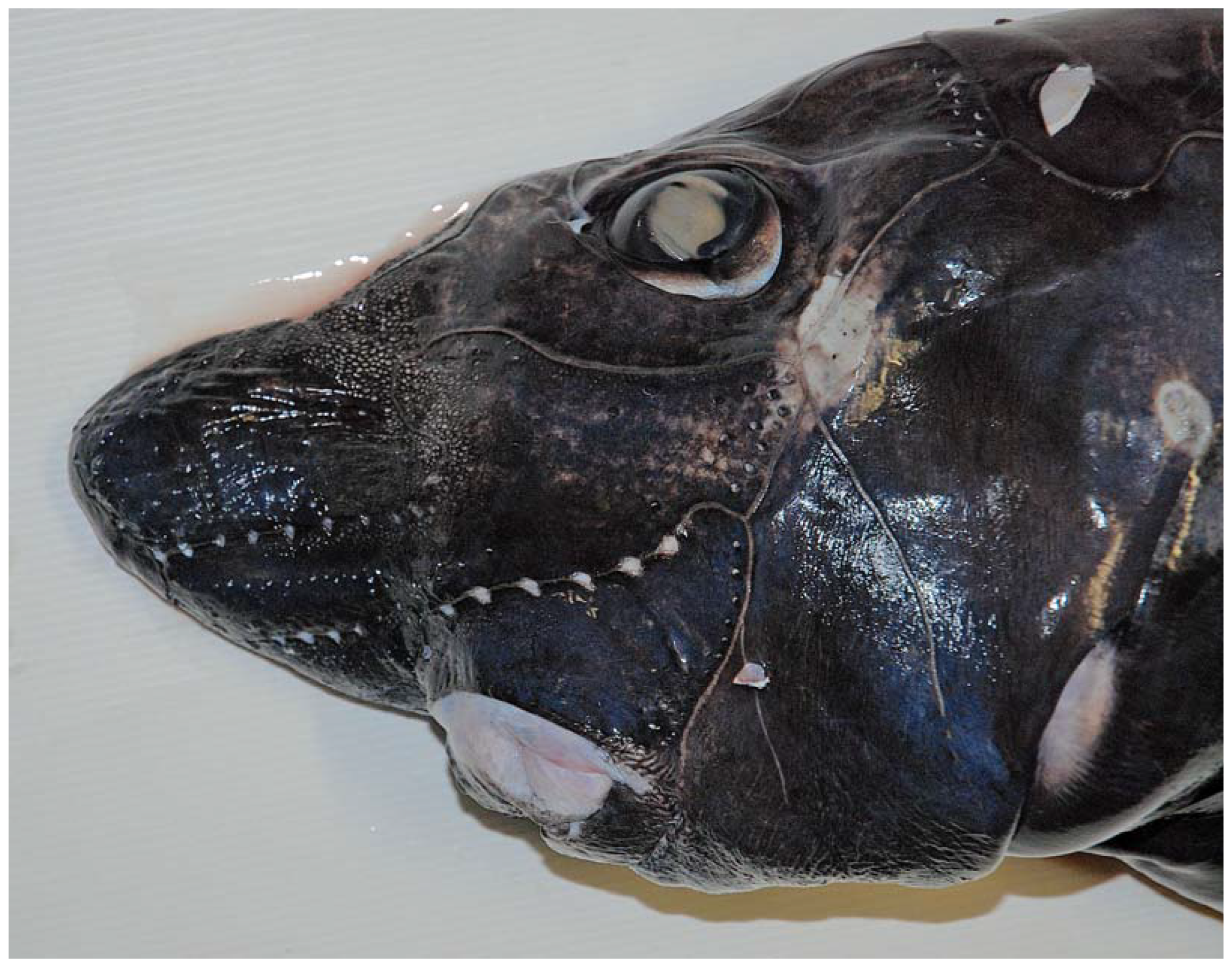 Fishes 08 00522 g006