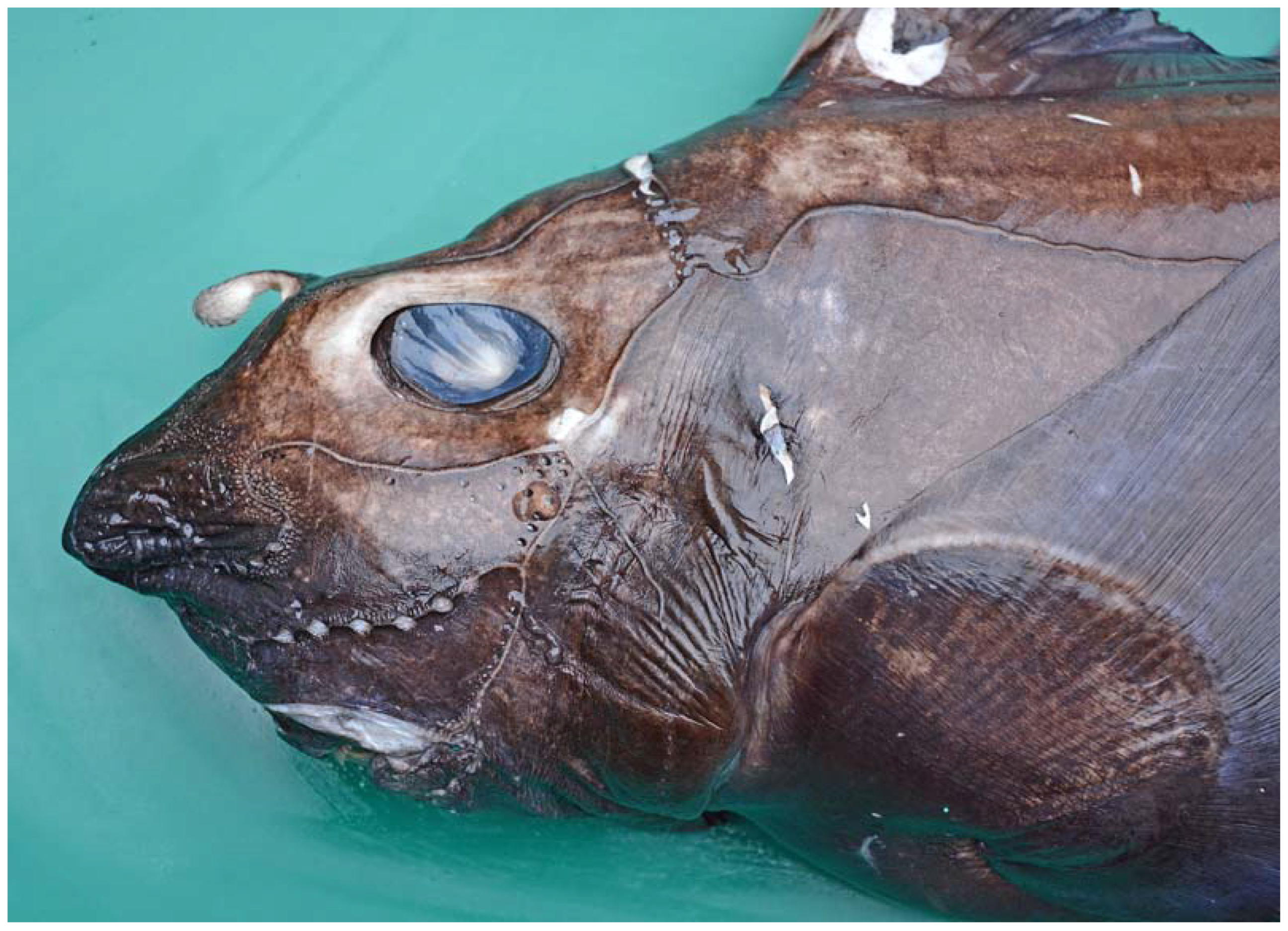 Fishes 08 00522 g007