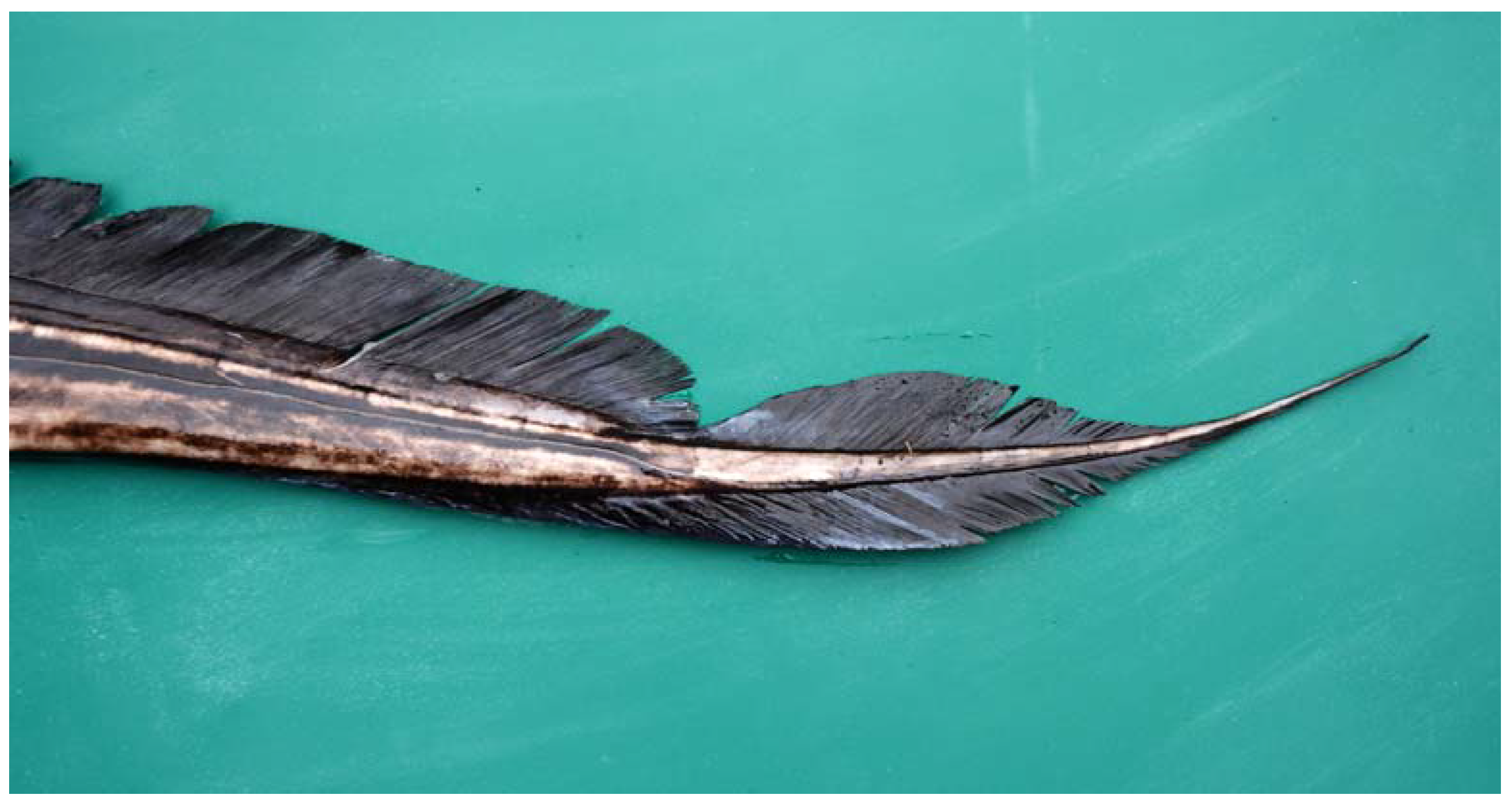 Fishes 08 00522 g009