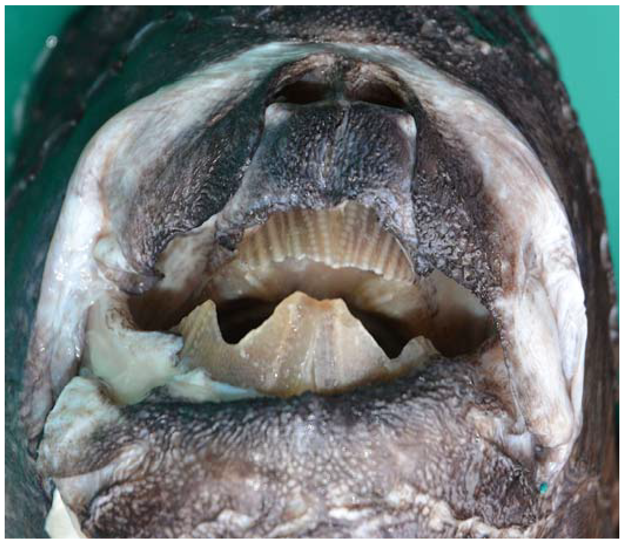 Fishes 08 00522 g011