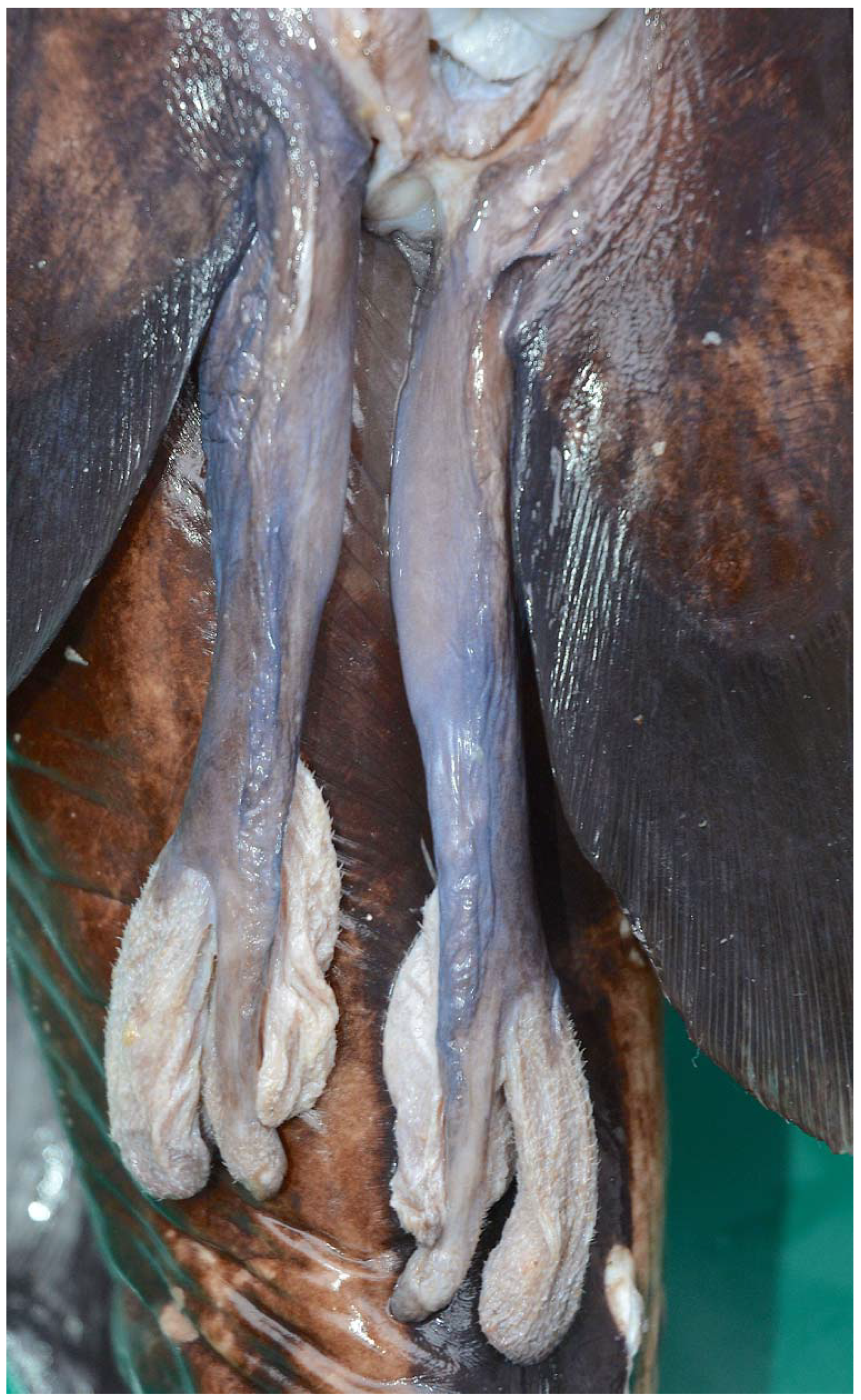 Fishes 08 00522 g012