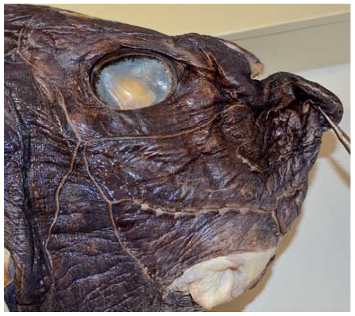 Fishes 08 00522 g016