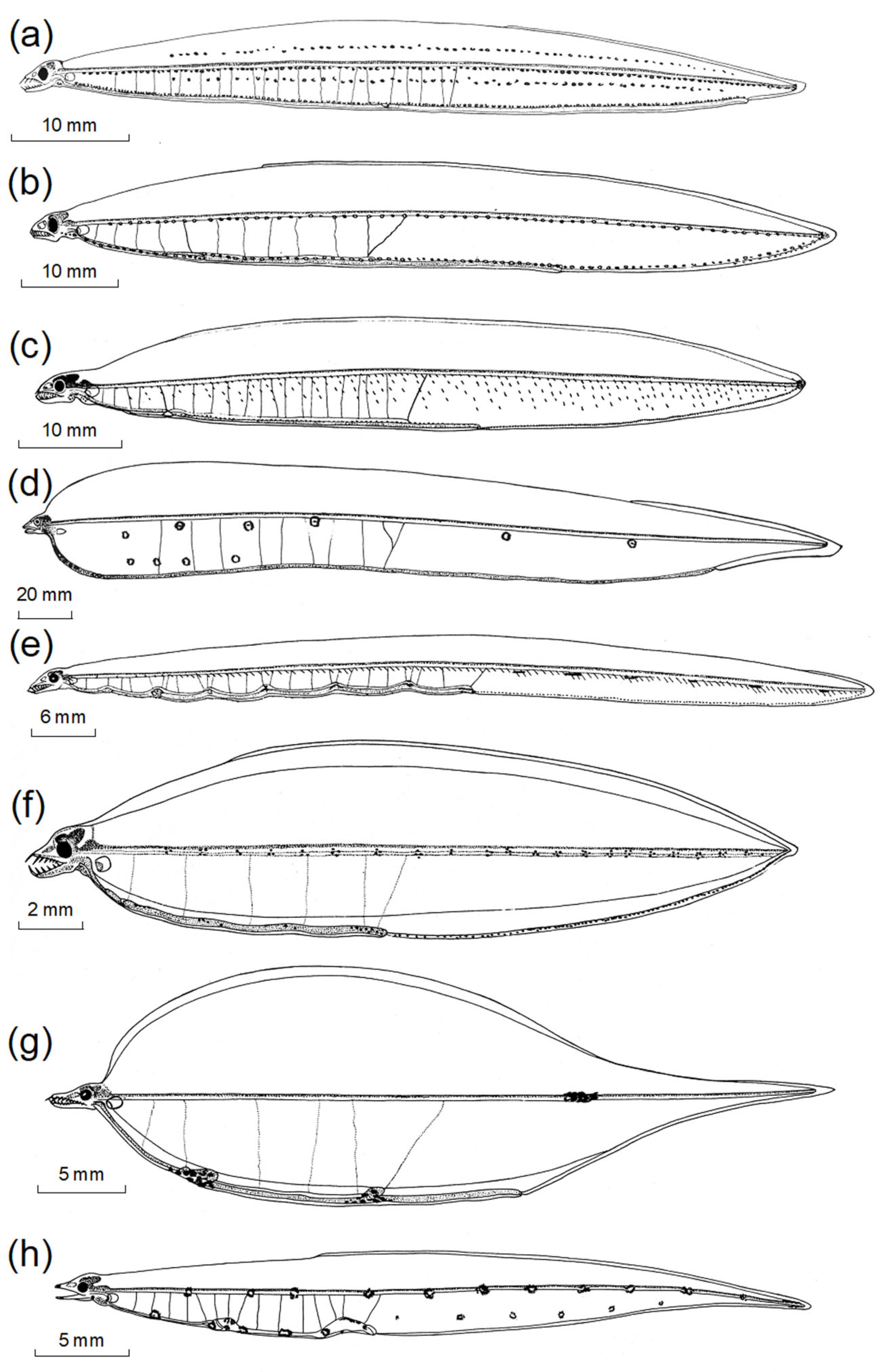 Fishes 08 00548 g004