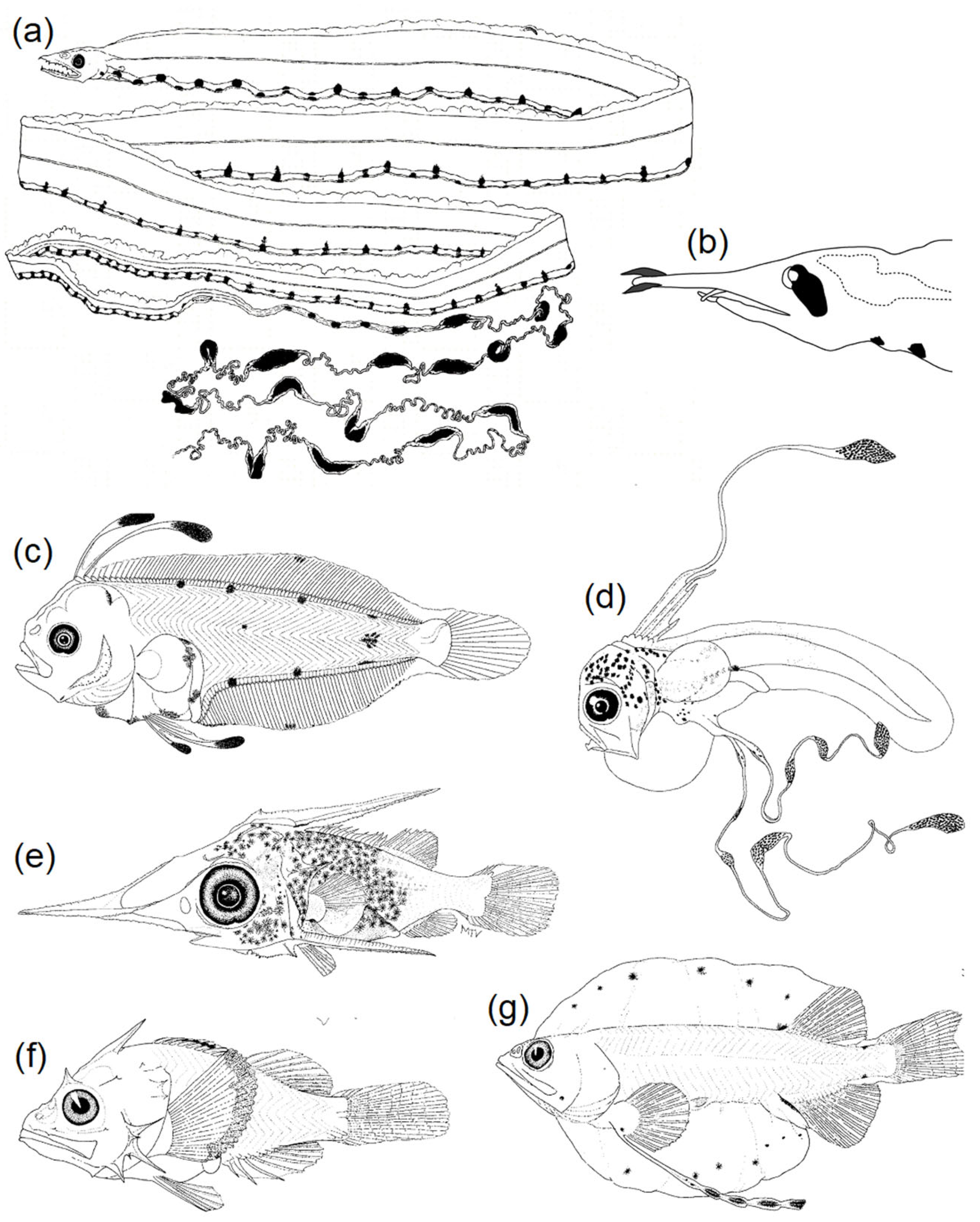 Fishes 08 00548 g007