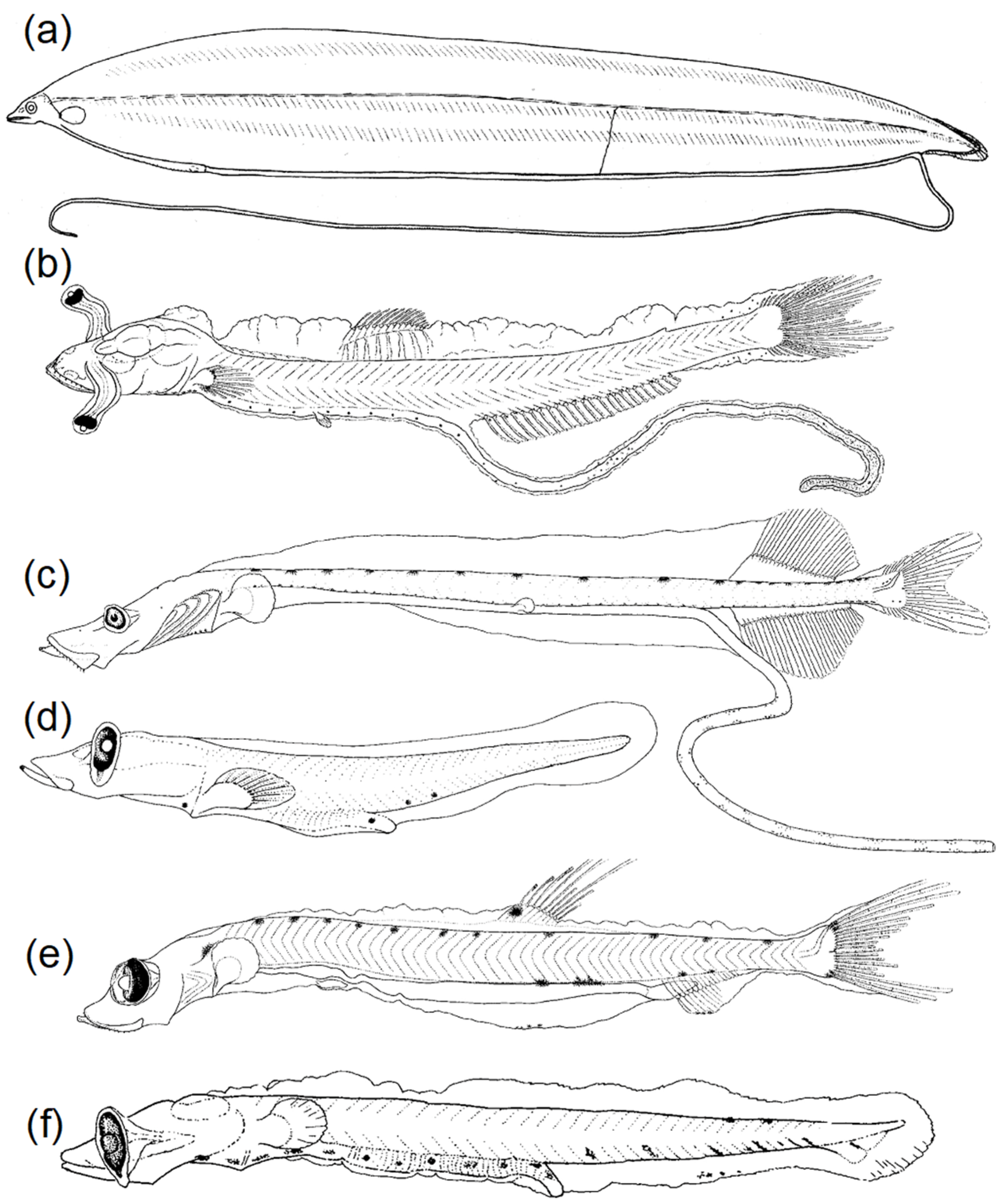 Fishes 08 00548 g008