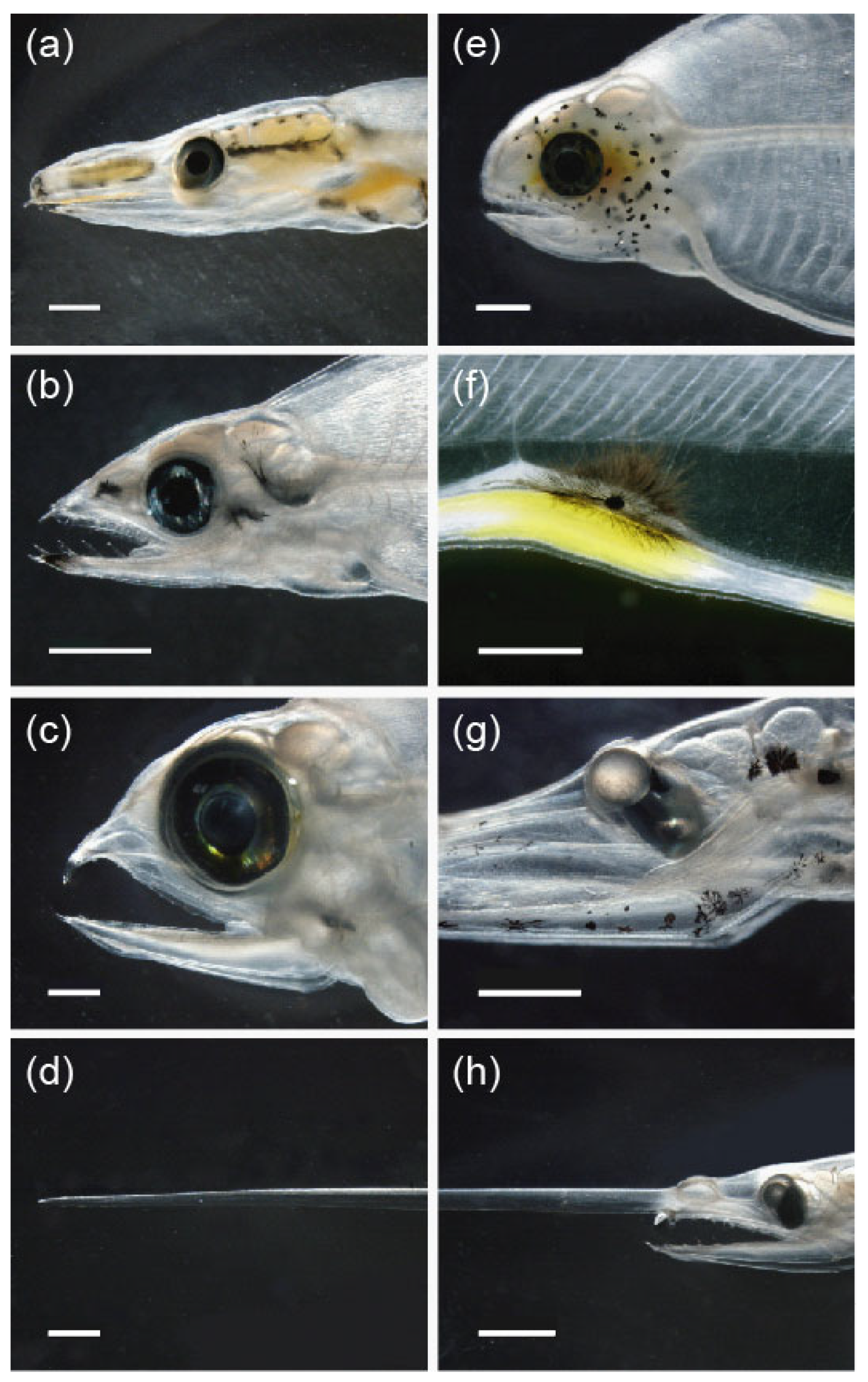 Fishes 08 00548 g009