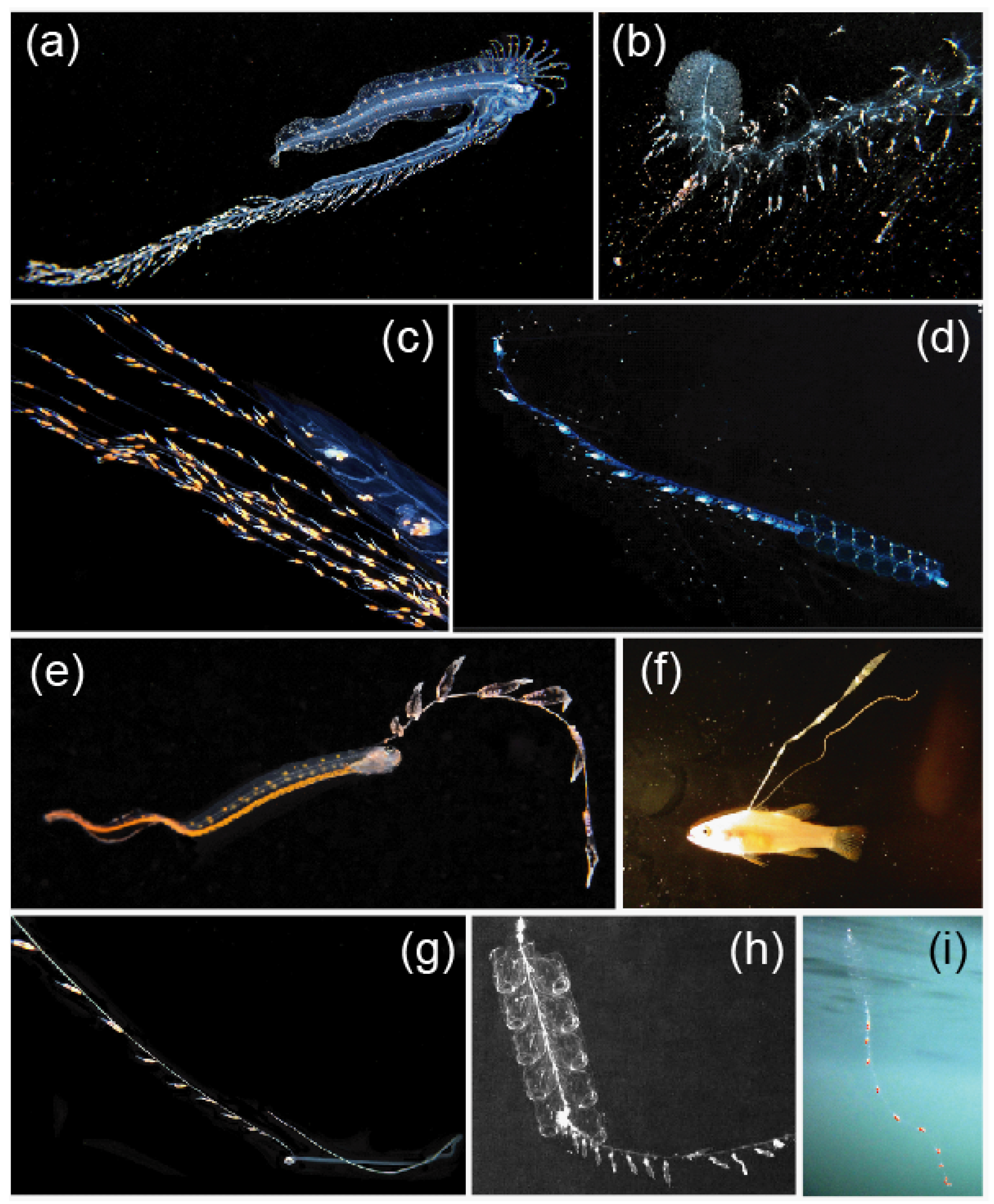 Fishes 08 00548 g012