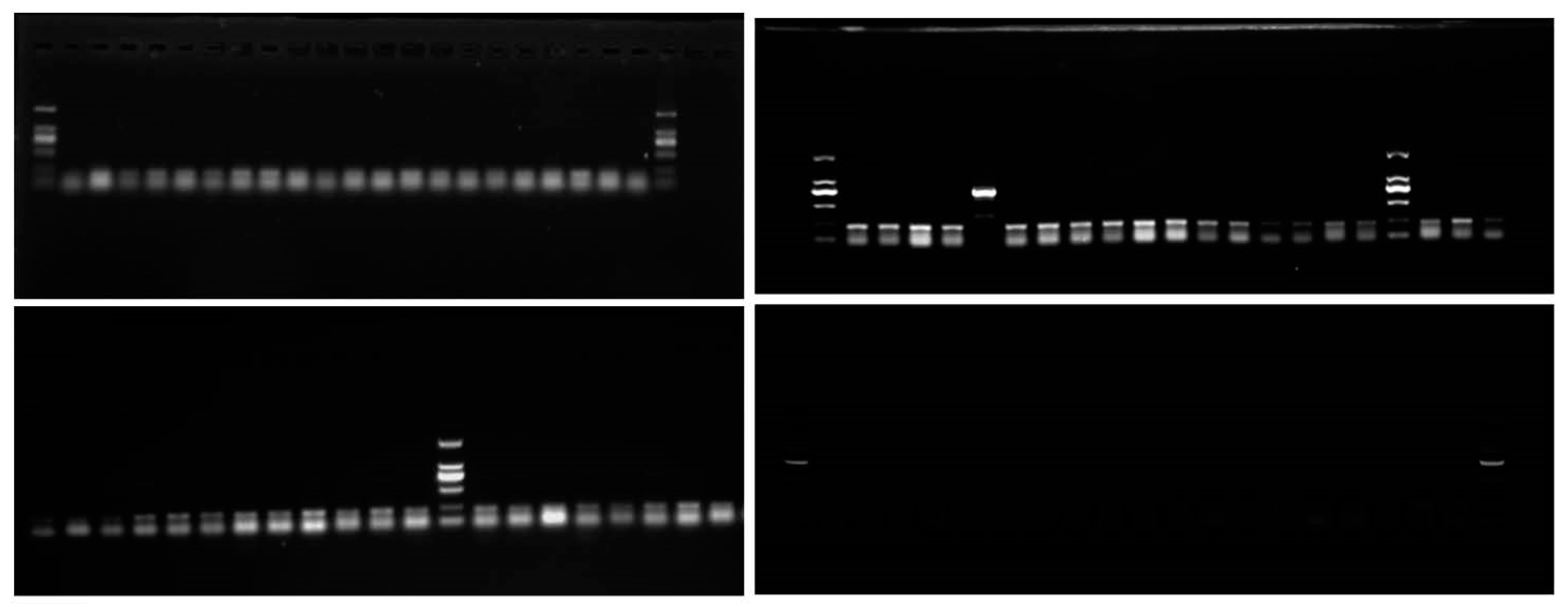 Fishes 08 00570 g003