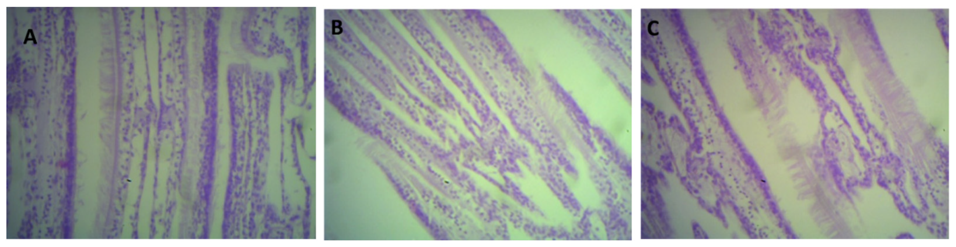 Fishes 08 00586 g011