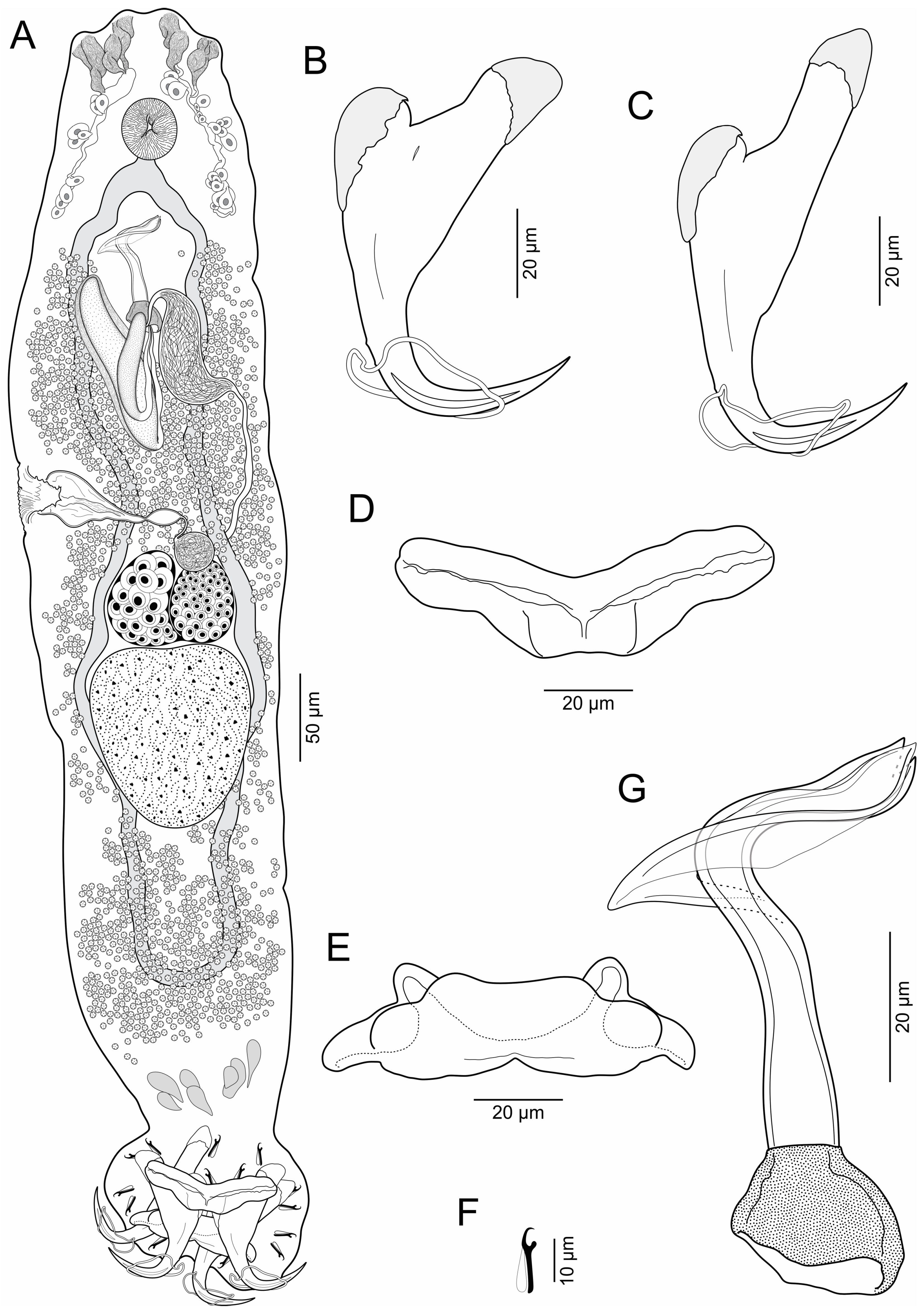 Fishes 08 00588 g002