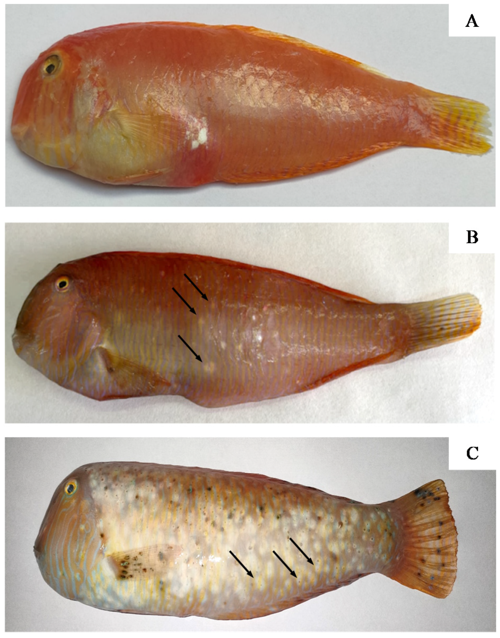 Fishes 08 00600 g002