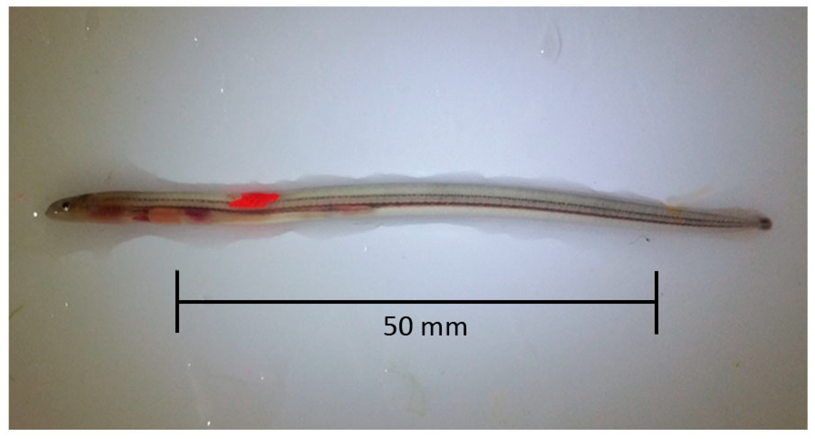 Fishes 08 00612 g002