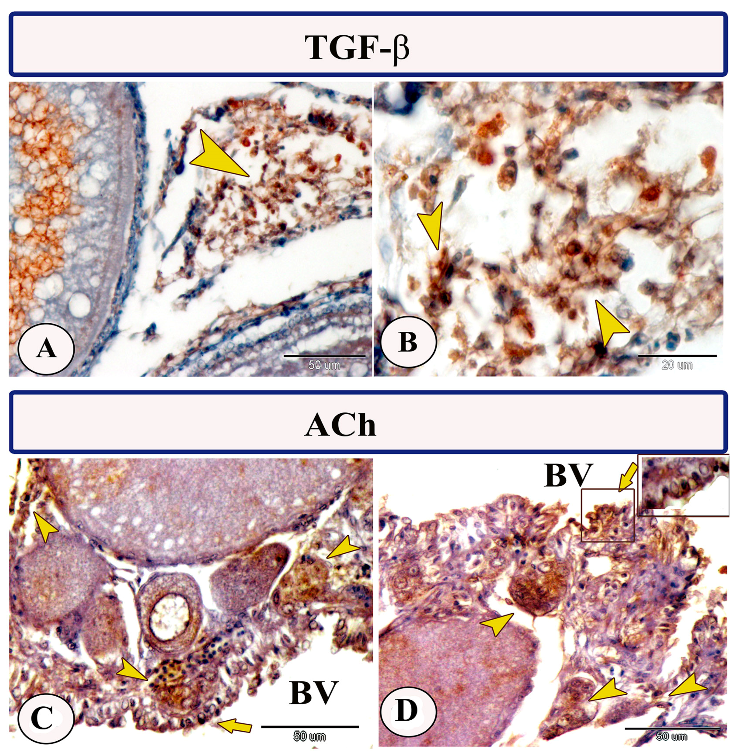 Fishes 09 00010 g004