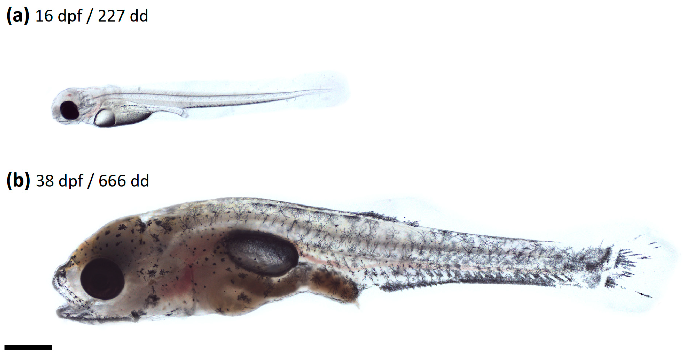 Fishes 09 00033 g001