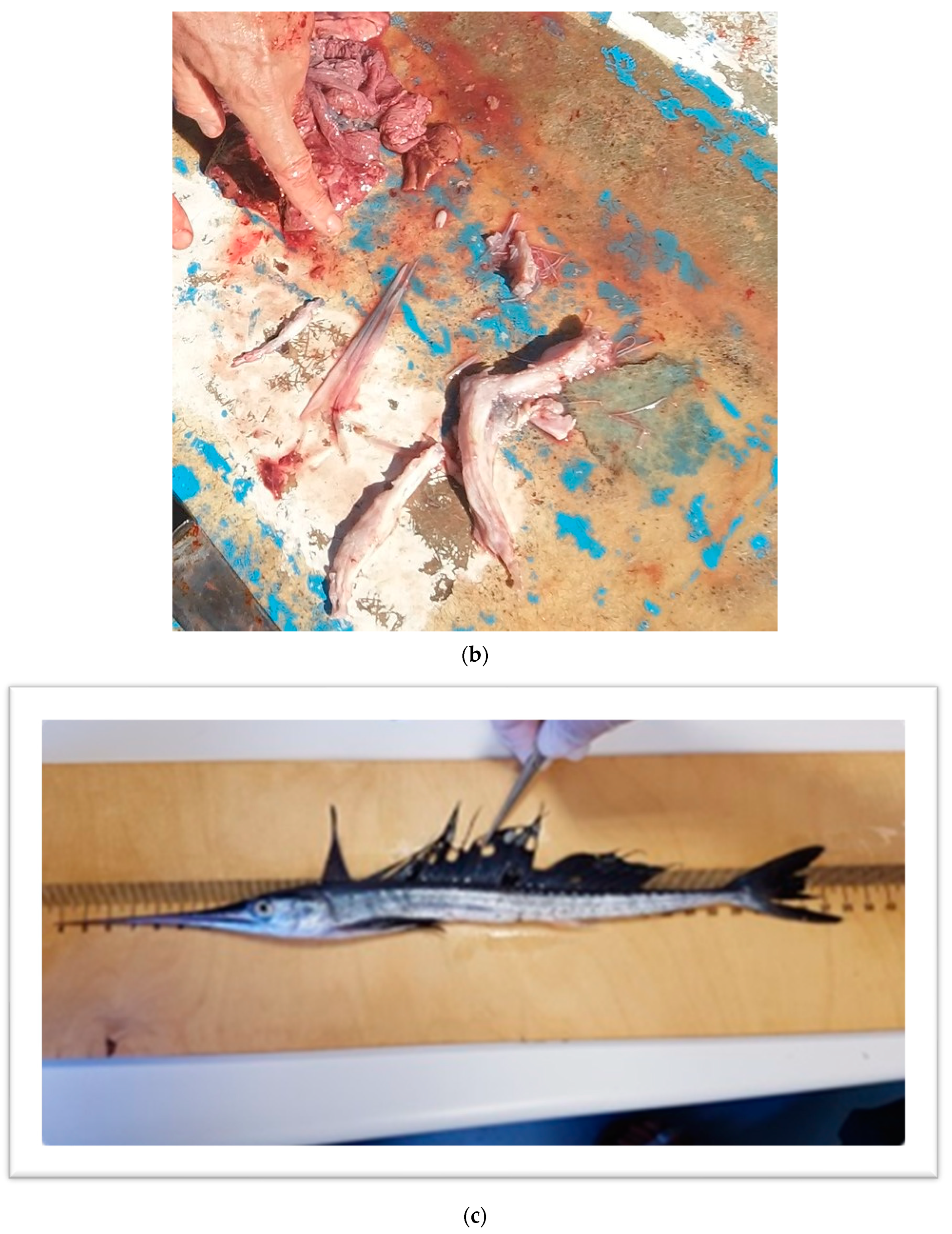 Fishes 09 00065 g001b