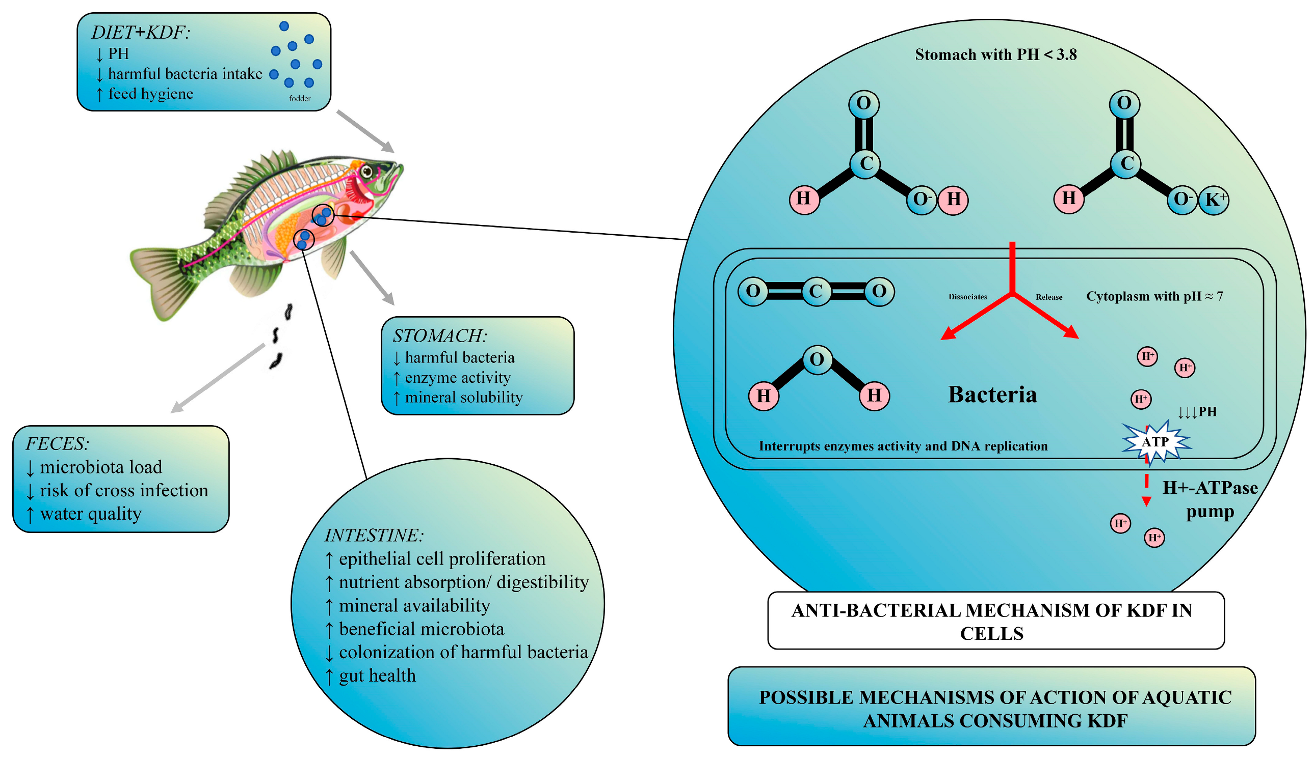 Fishes 09 00085 g001