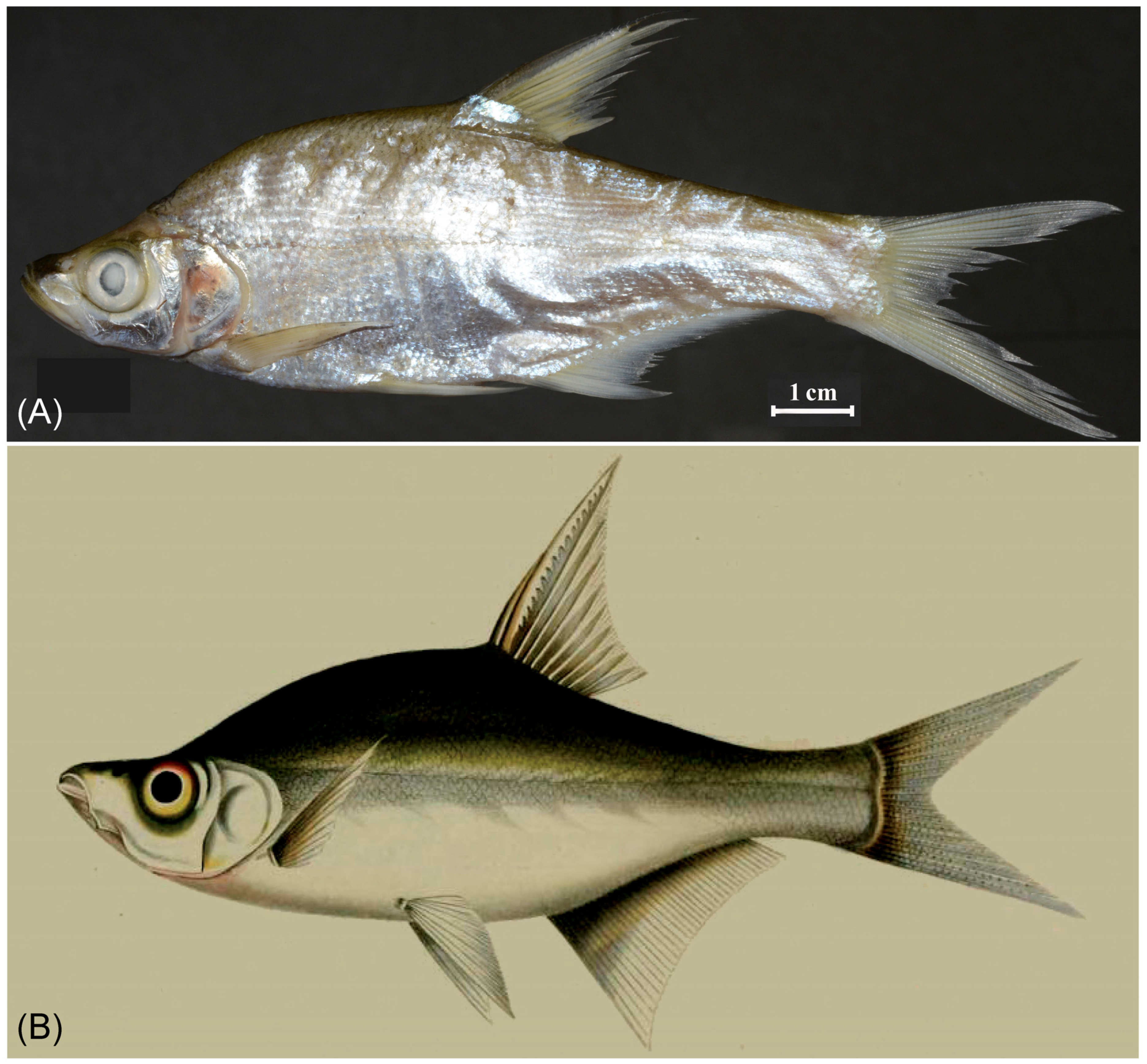 Fishes 09 00087 g001