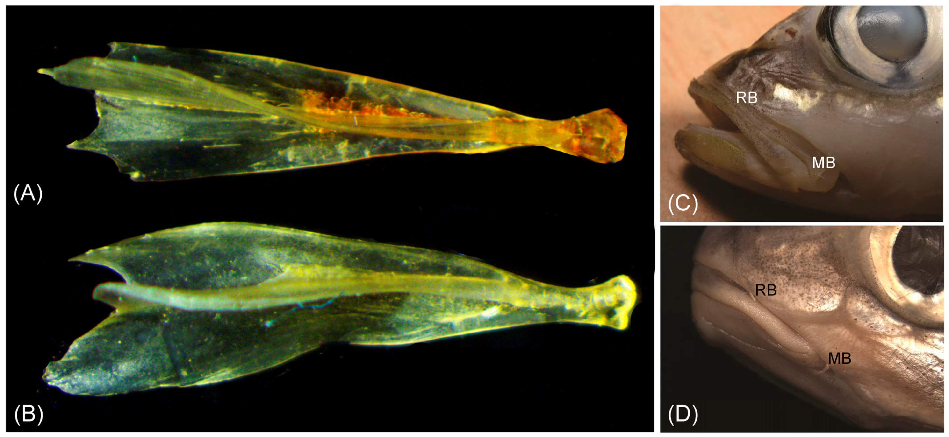 Fishes 09 00087 g003