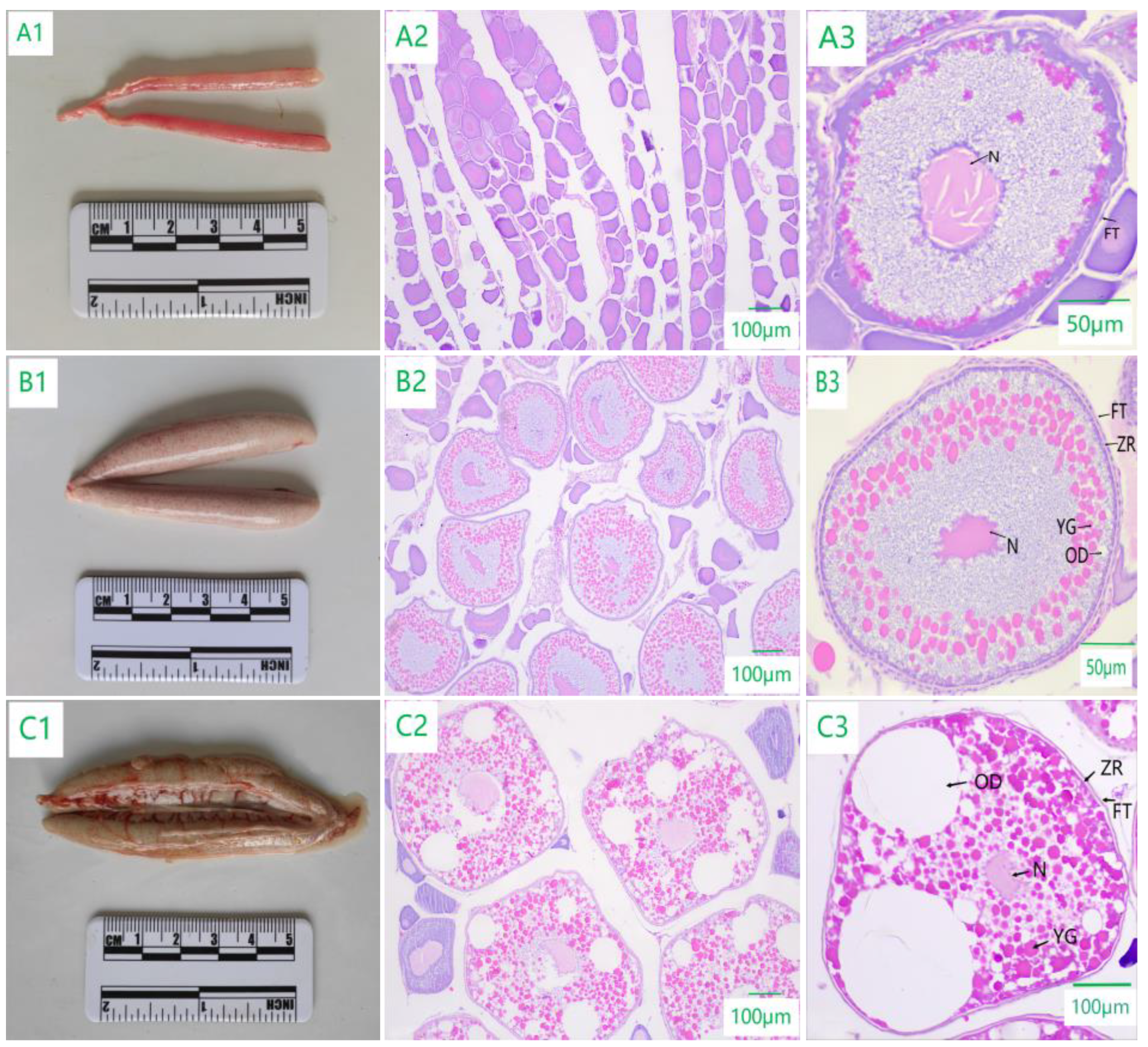 Fishes 09 00090 g003